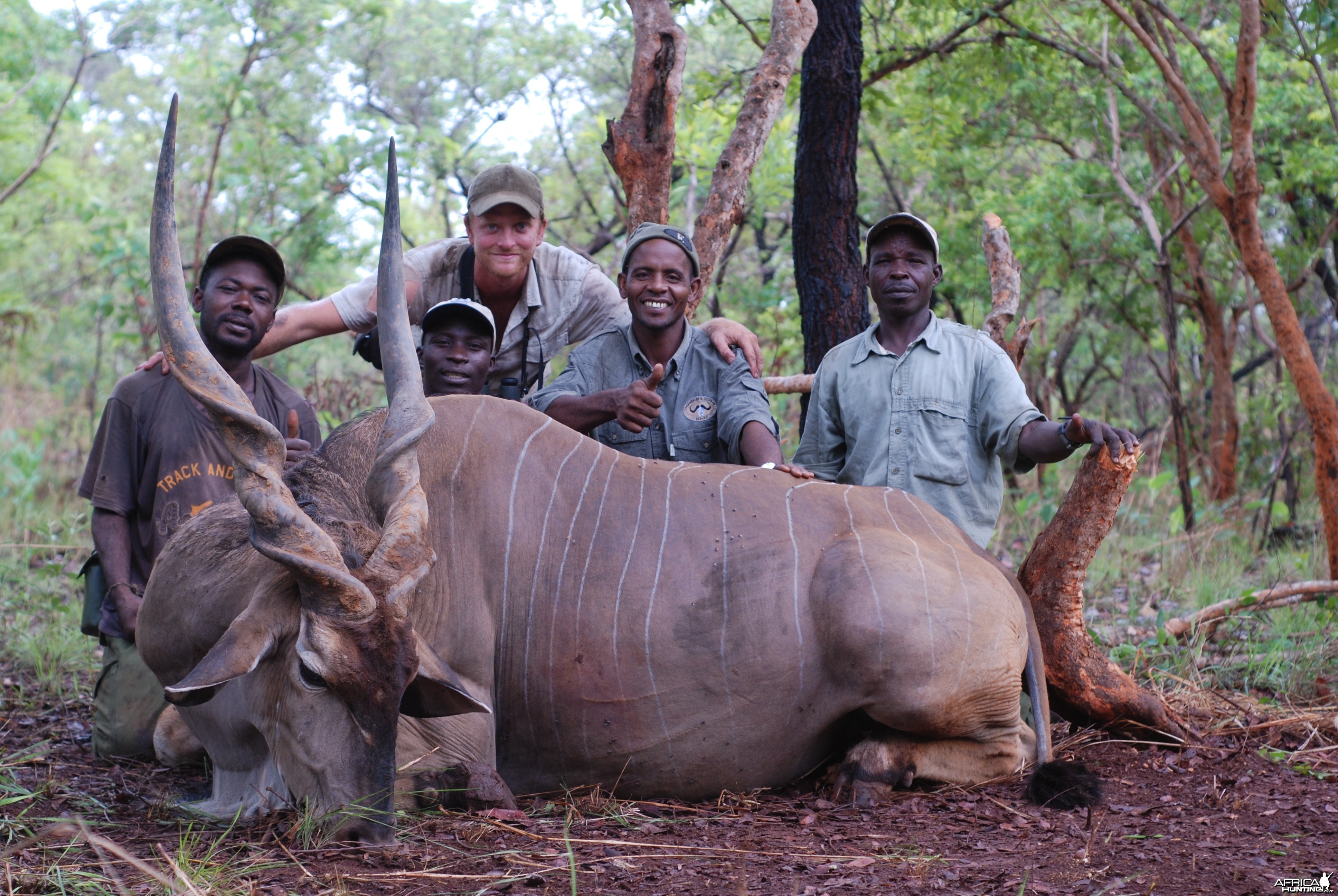 Lord Derby Eland hunted in CAR