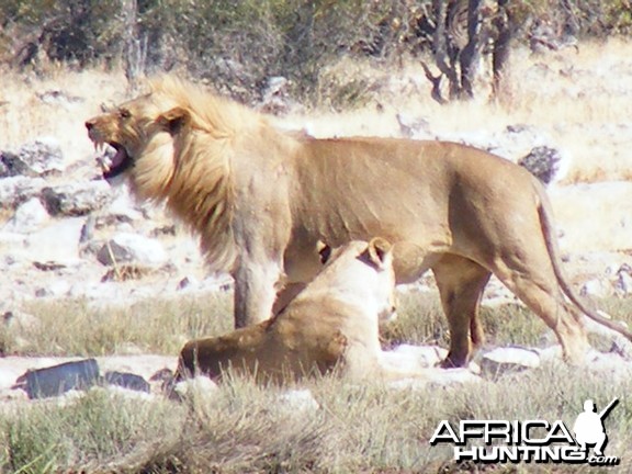 Lion at Etosha