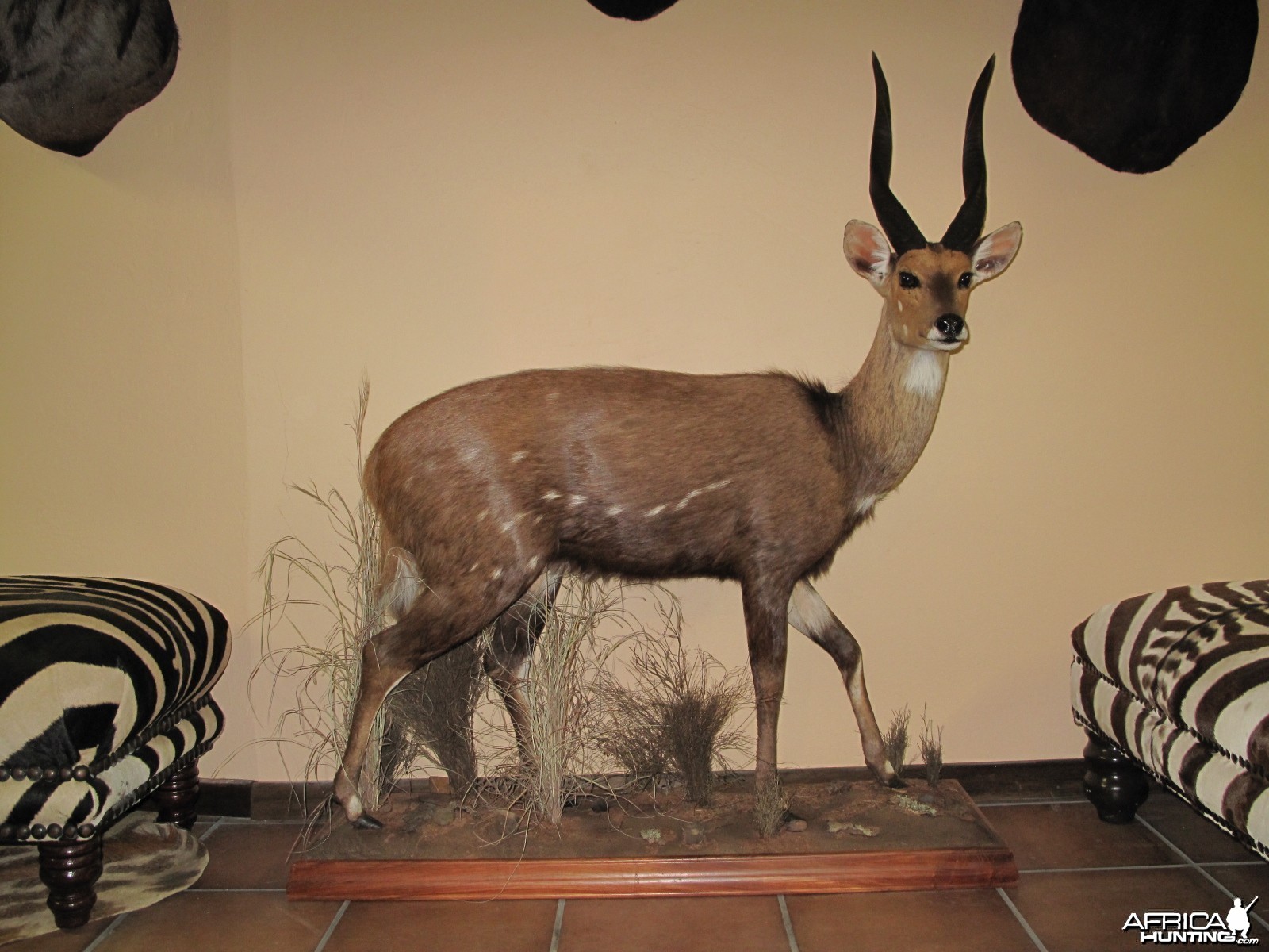 17inch Bushbuck Lifesize mount