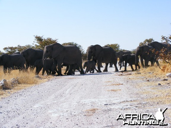 Elephant at Etosha