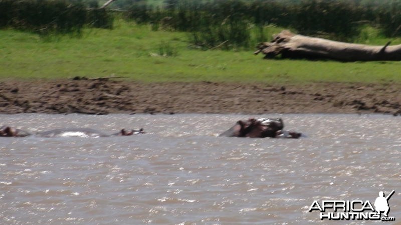 Hippos South Africa
