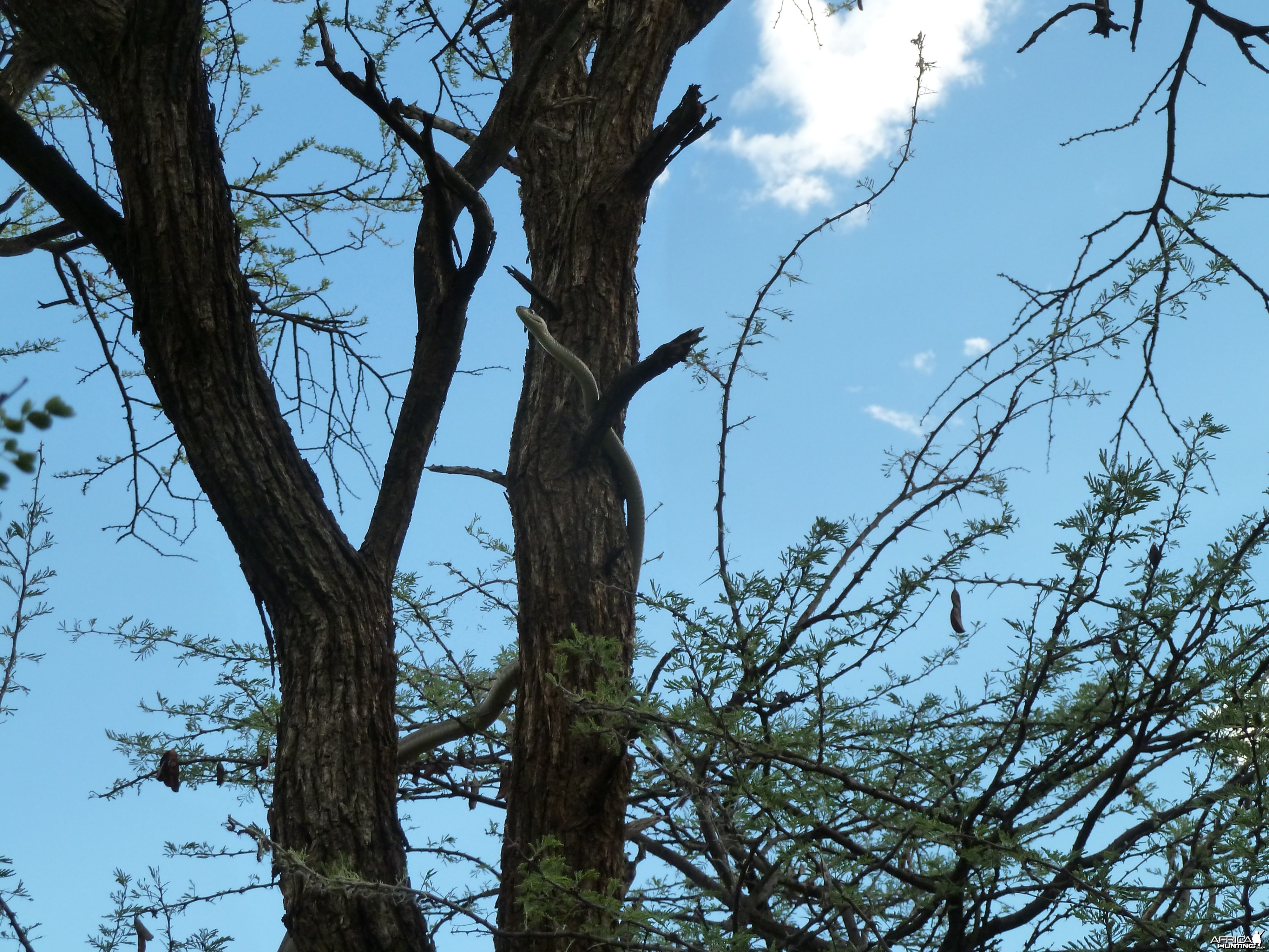 Black Mamba in a tree, Namibia