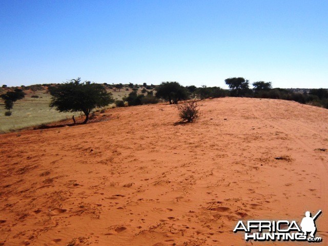 July '10 Hunt - 100 Km East of Gochas - Namibia - (Kalahari)