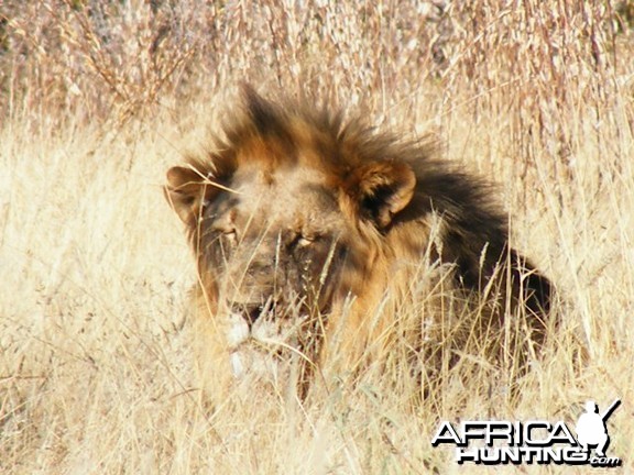 Lion at Etosha