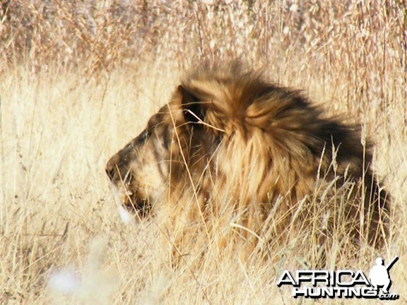 Lion at Etosha