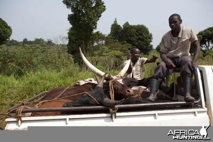 Cattle in pickup, Uganda