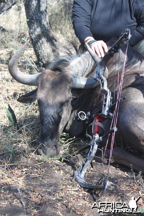 Bowhunting Wildebeest South Africa