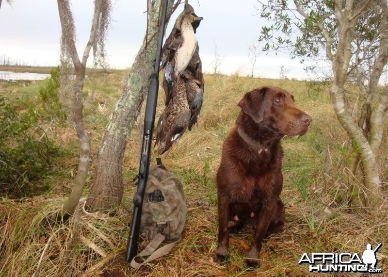 Choco my hunting companion