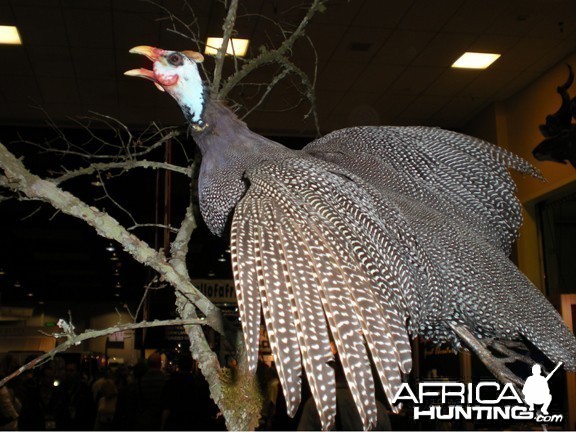 Taxidermy Guineafowl