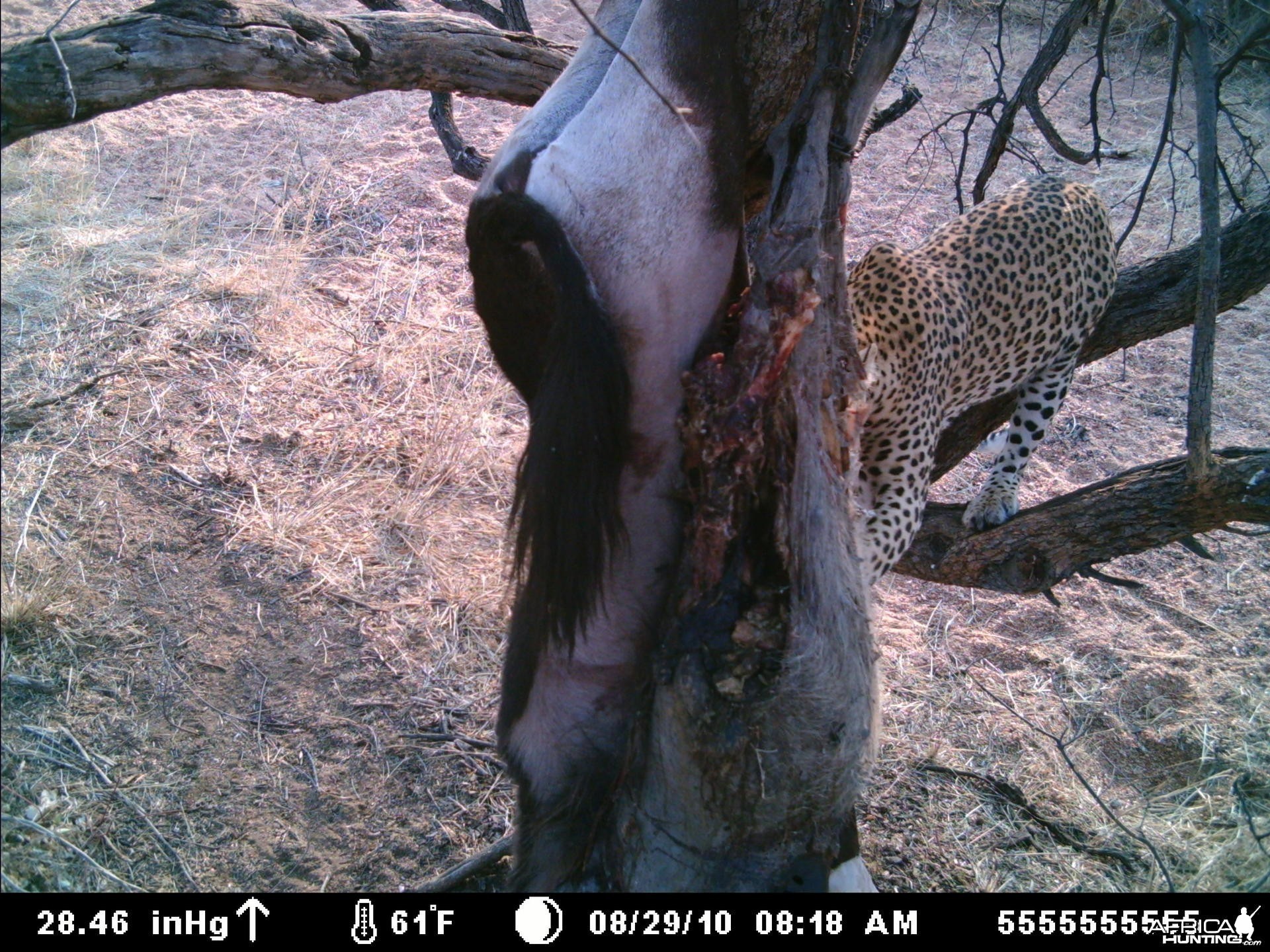 Leopard on bait