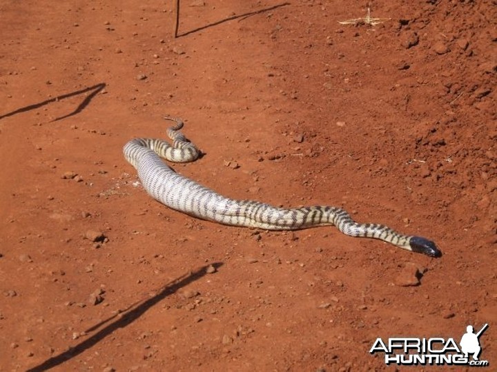 Black Headed Python swallowing Lizard