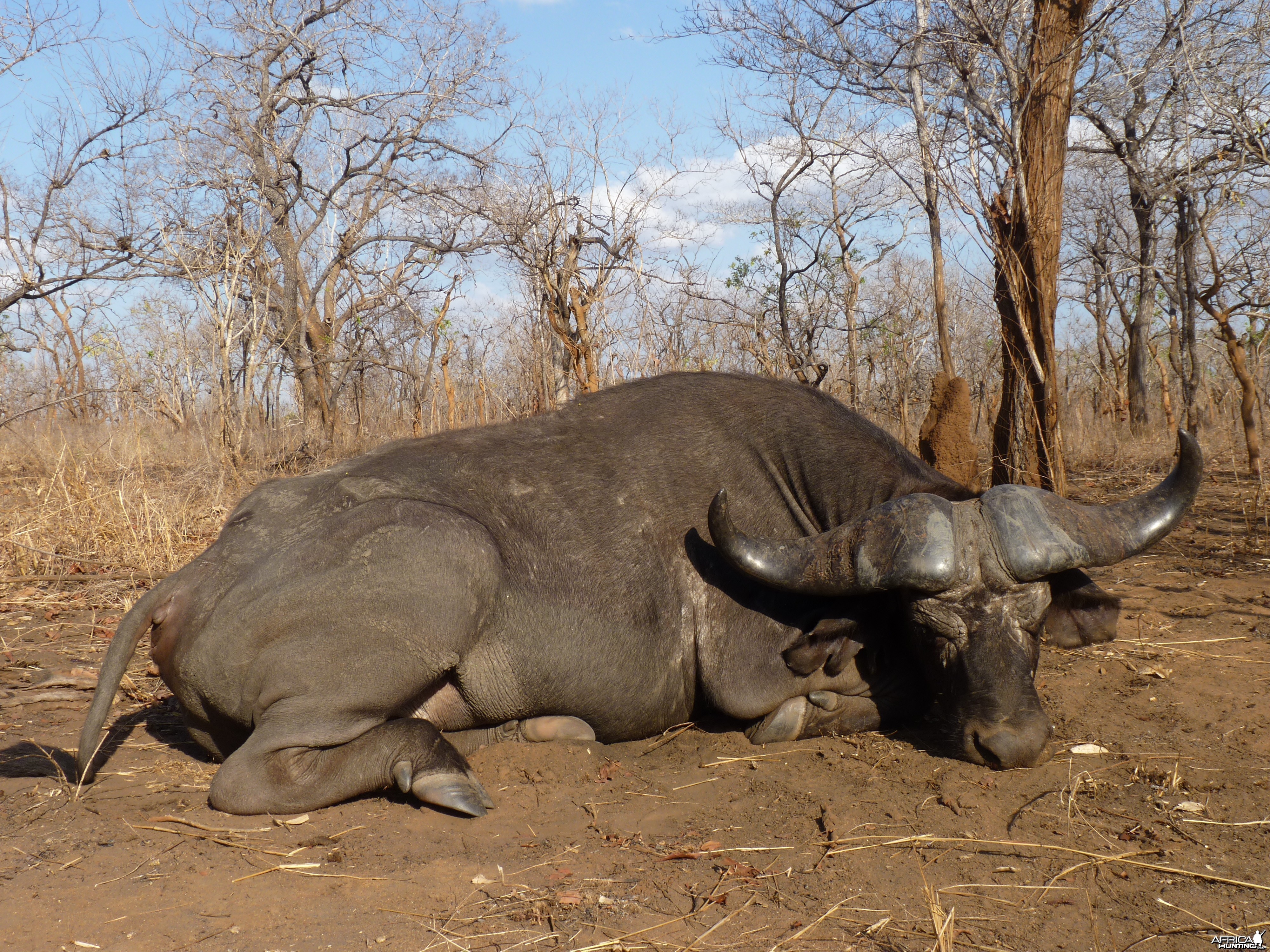 Cape buffalo hunt Tanzania