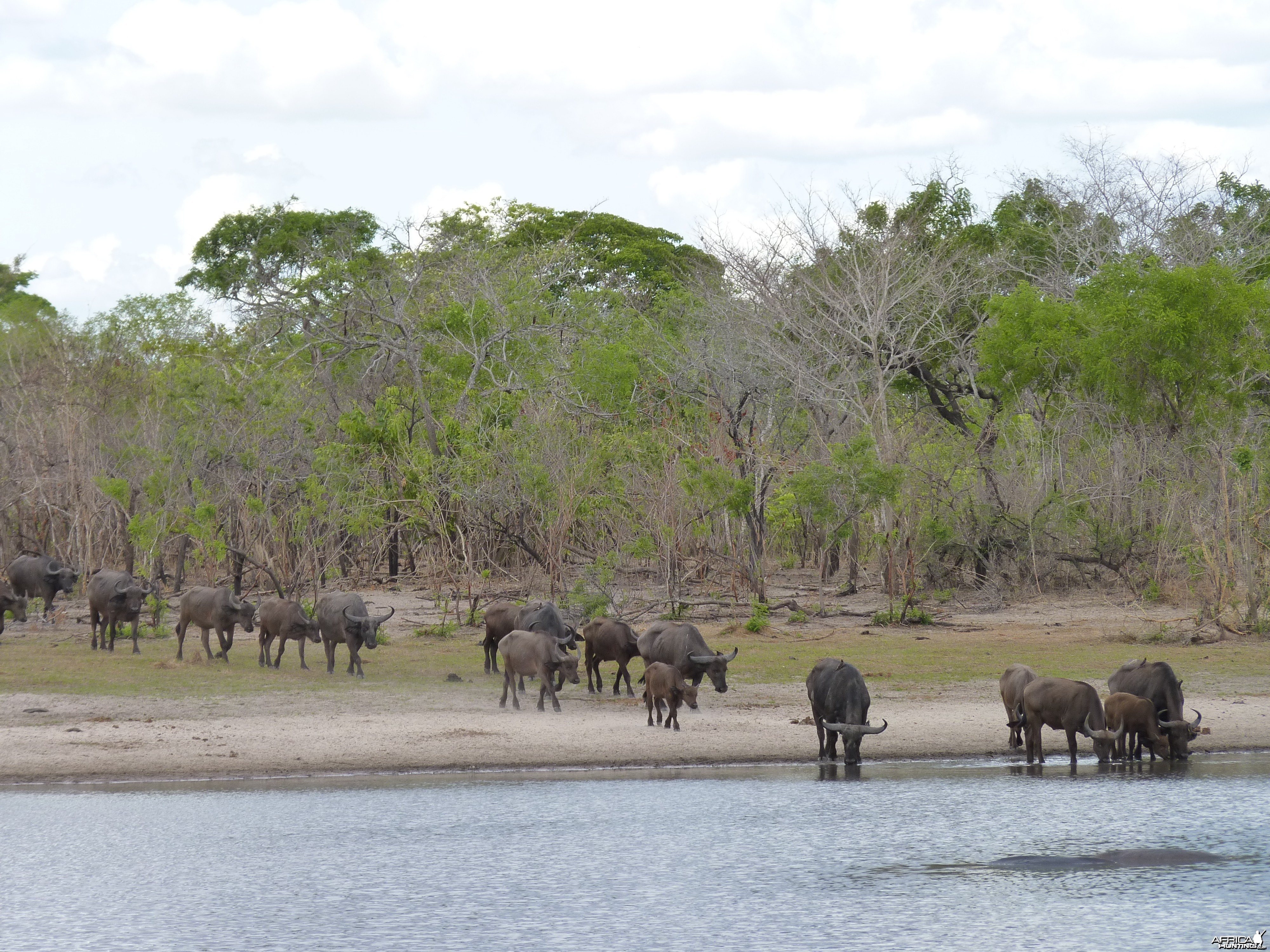 Cape Buffalo Tanzania