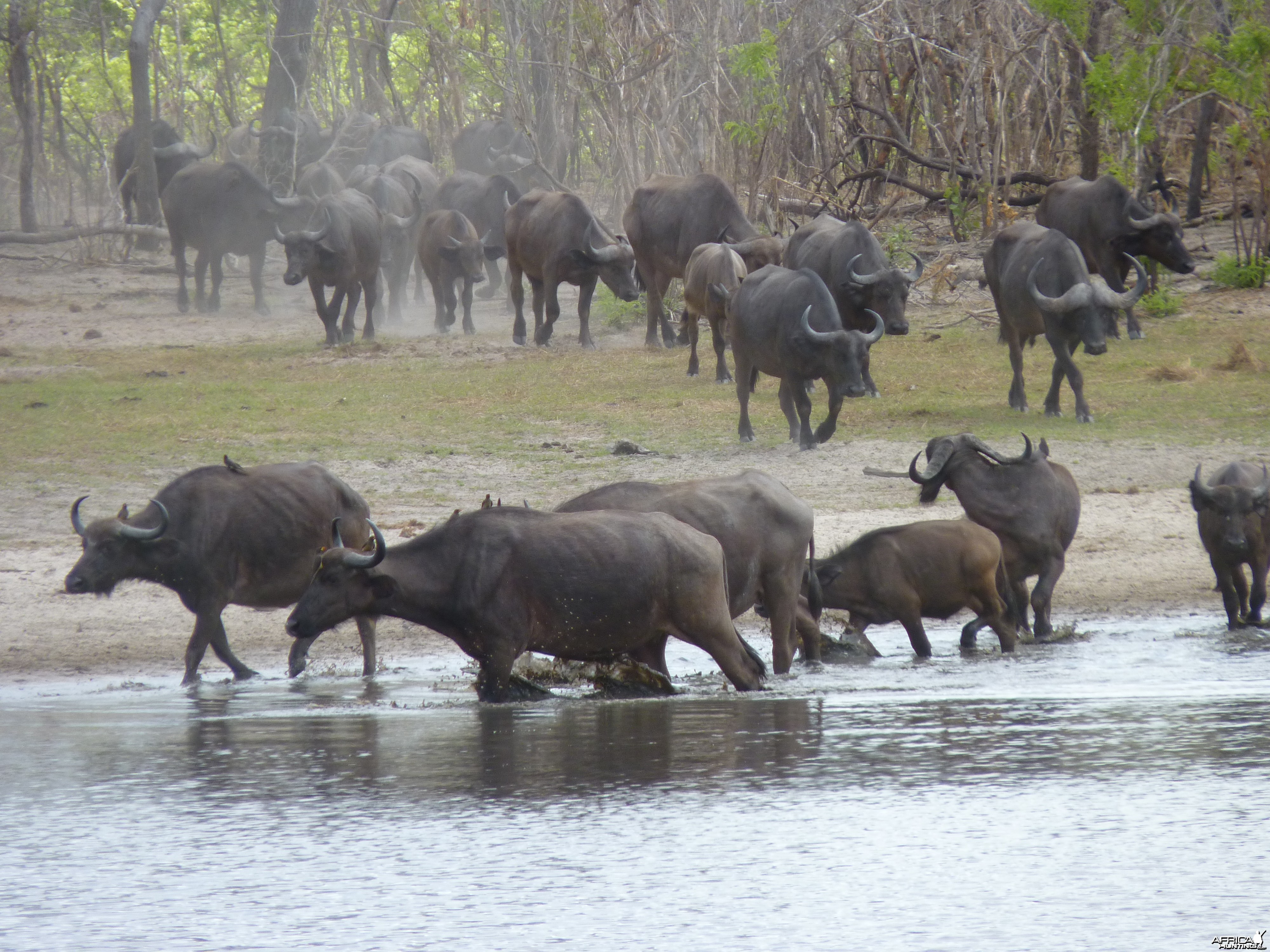 Cape Buffalo in Tanzania