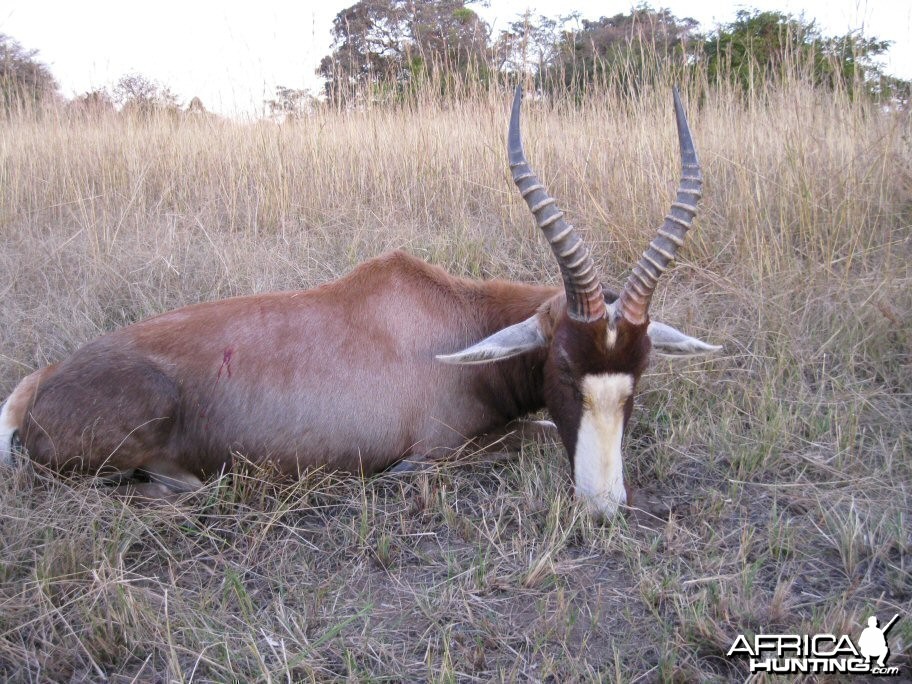 Blesbuck taken with Bosbok Safaris  RSA