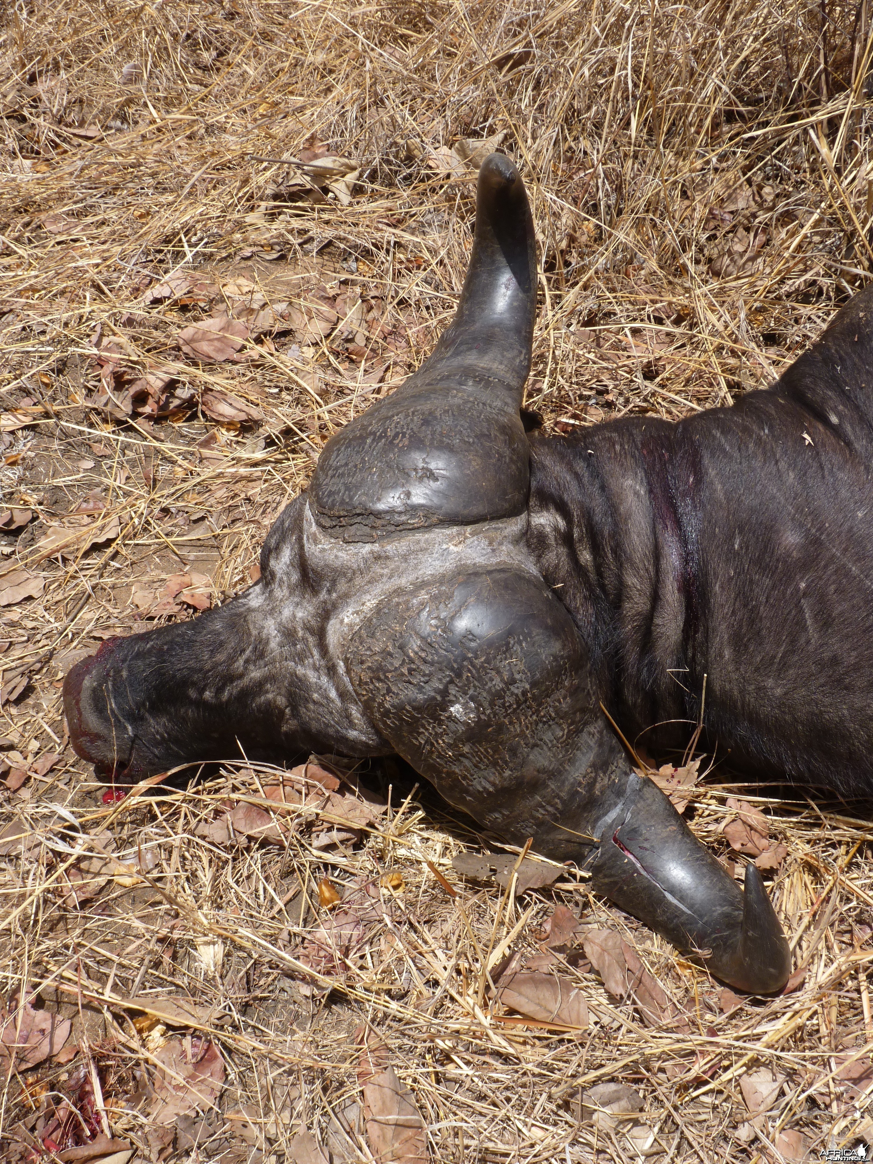 Cape Buffalo hunting in Tanzania