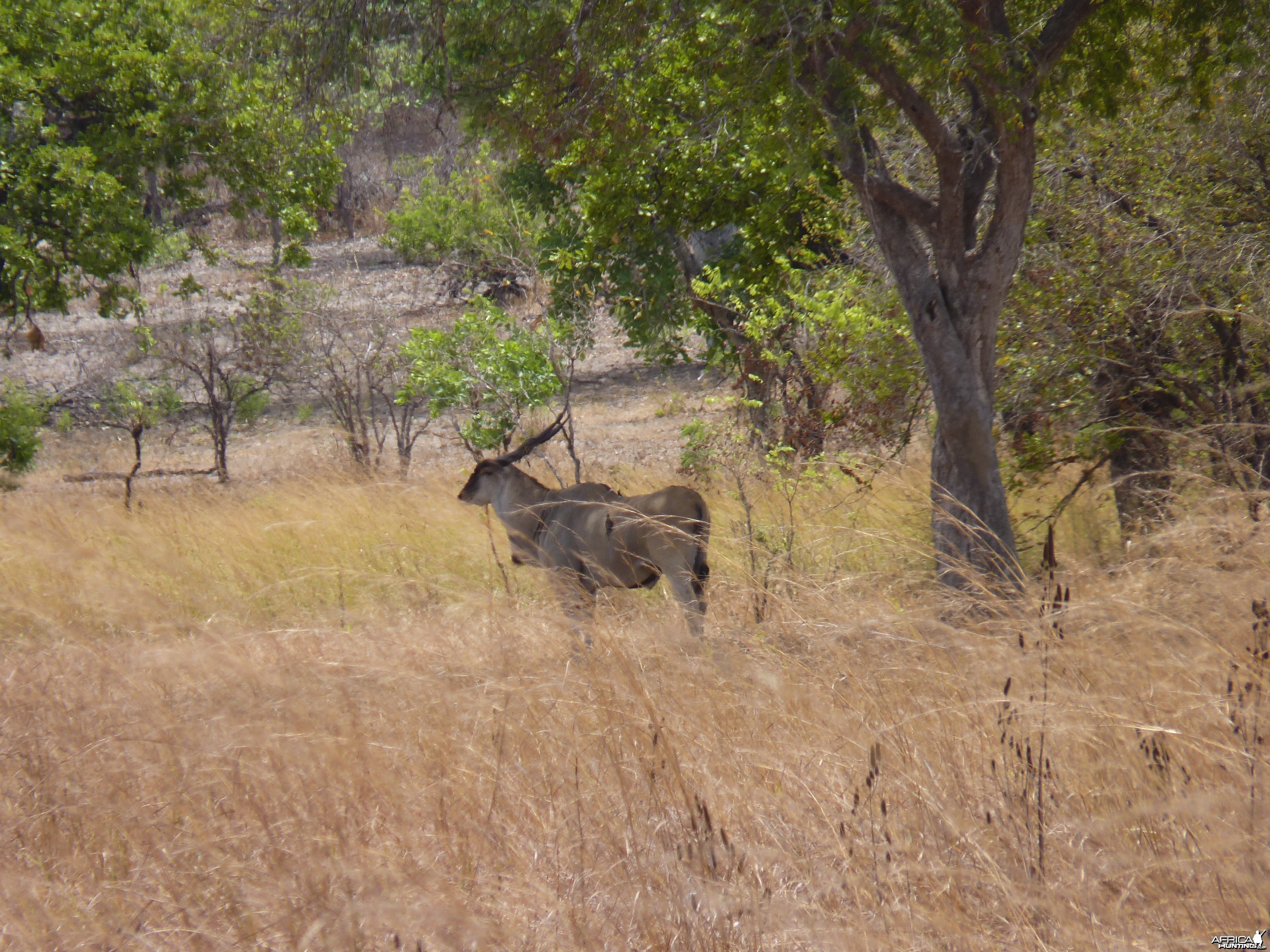 East African Eland Tanzania