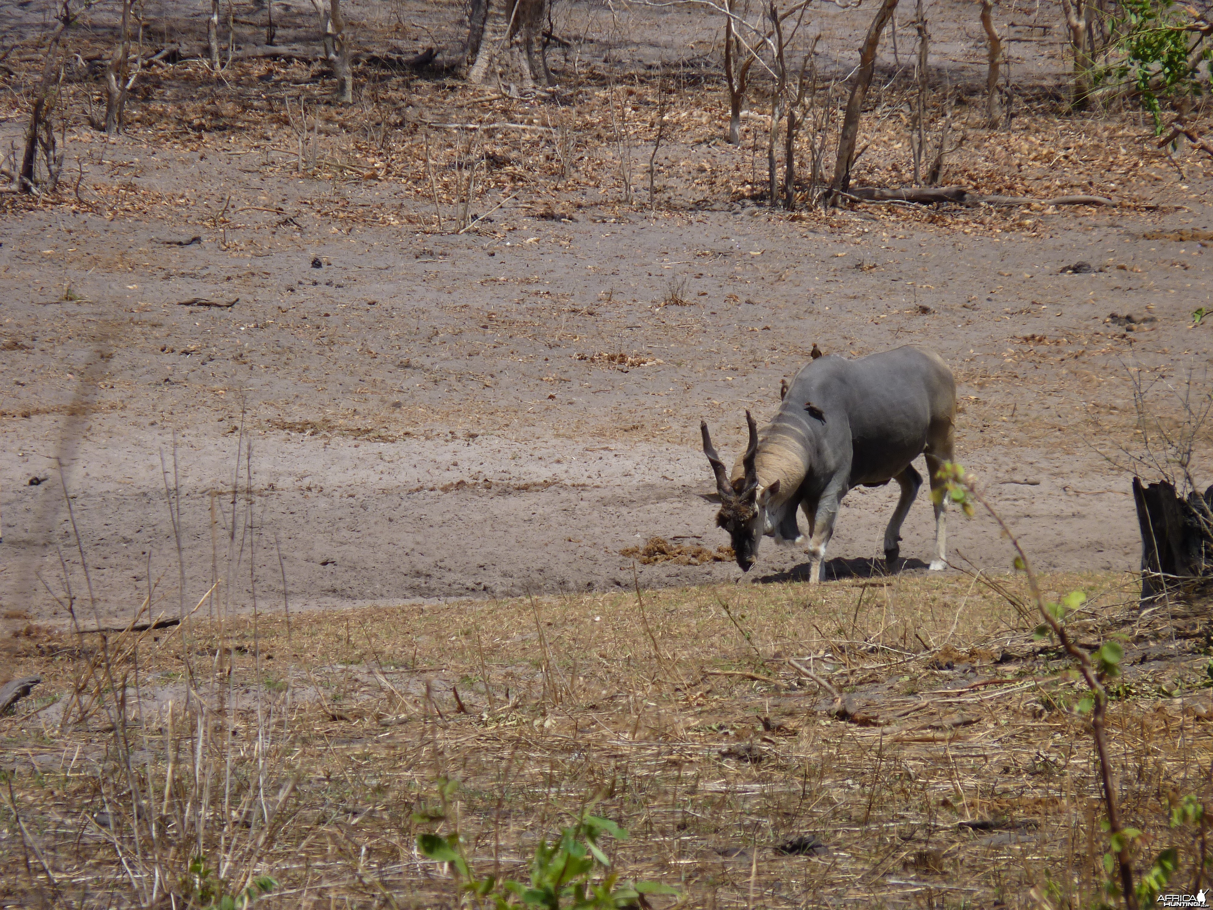 East African Eland Tanzania