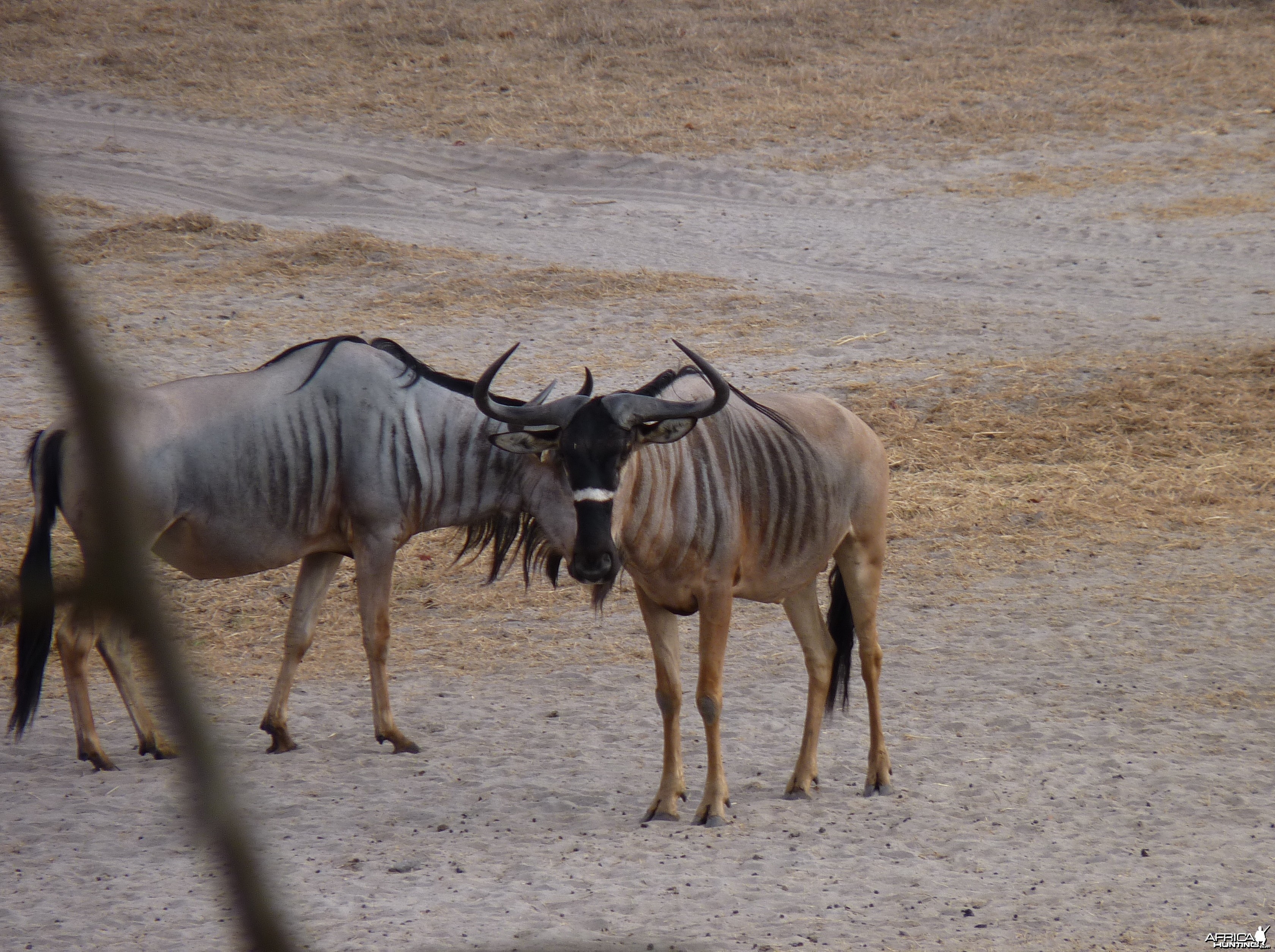 Nyasaland Gnu in Tanzania