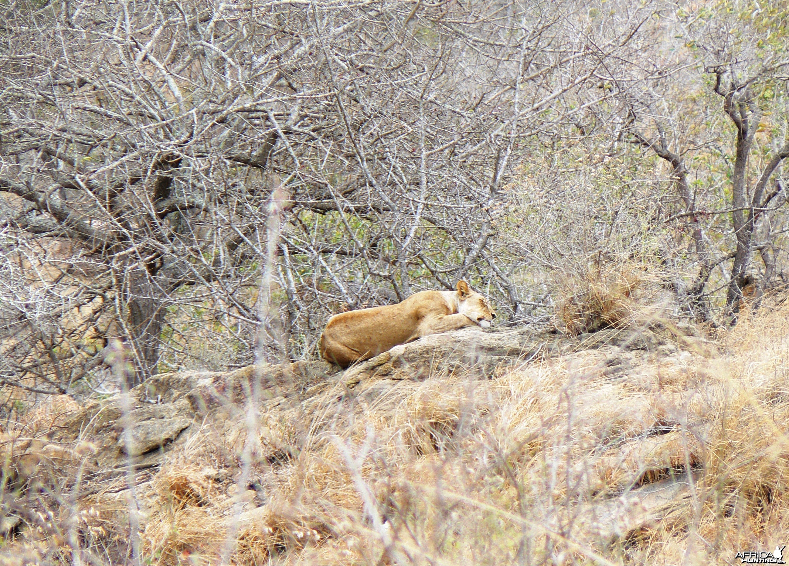 Lioness on spy point... Tanzania