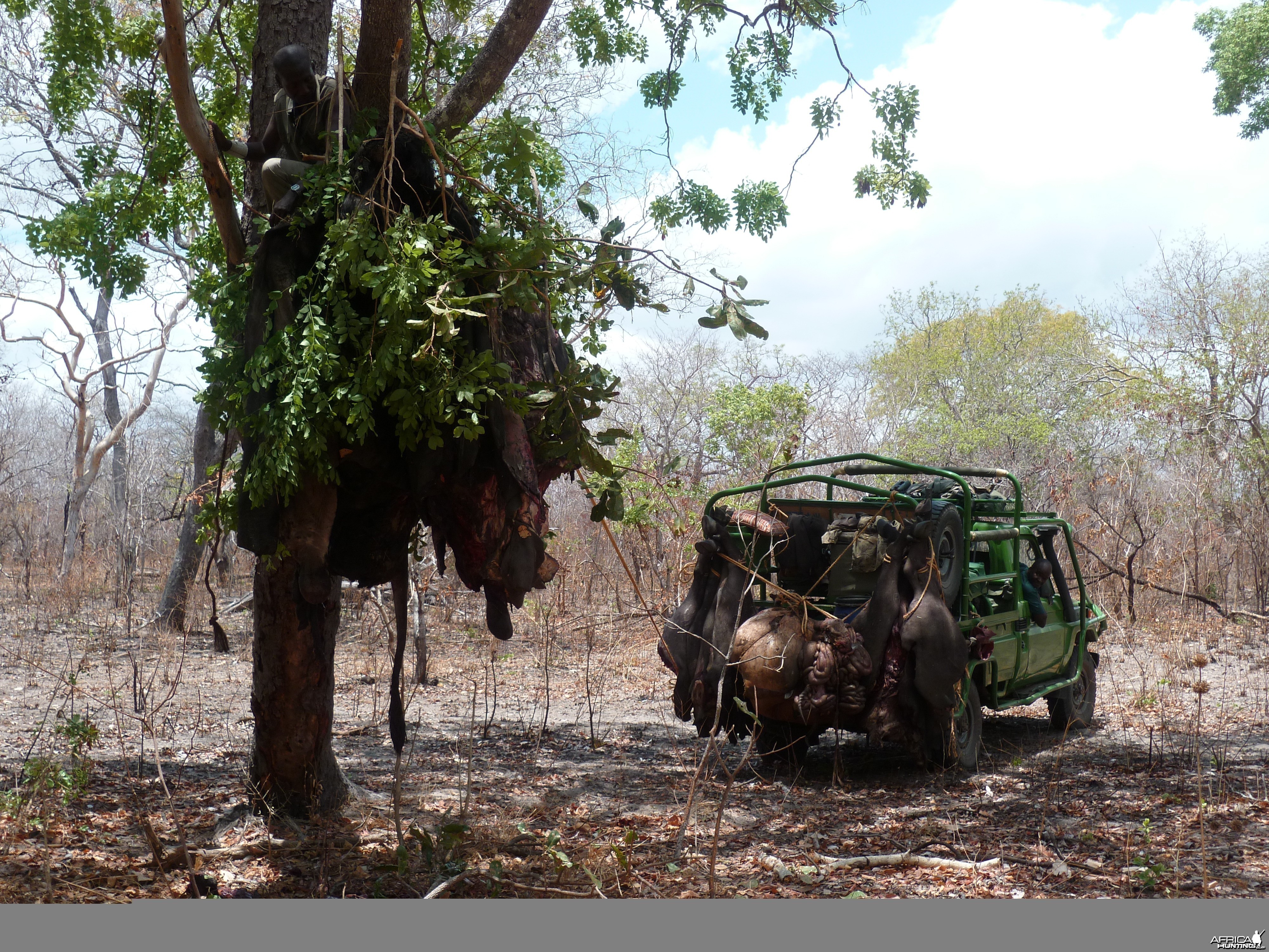 Baiting for dangerous game hunting in Tanzania