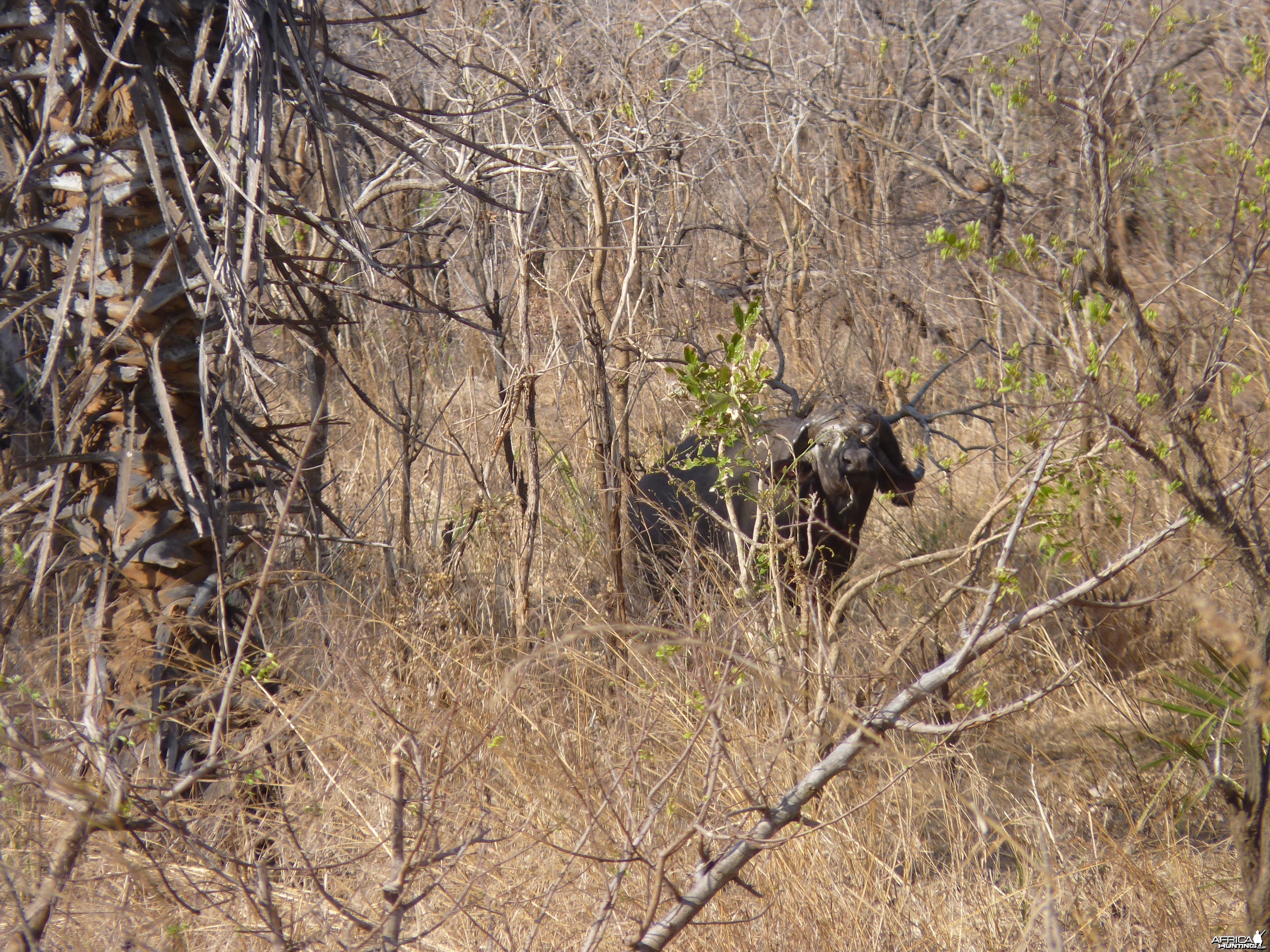 Cape Buffalo hunting in Tanzania