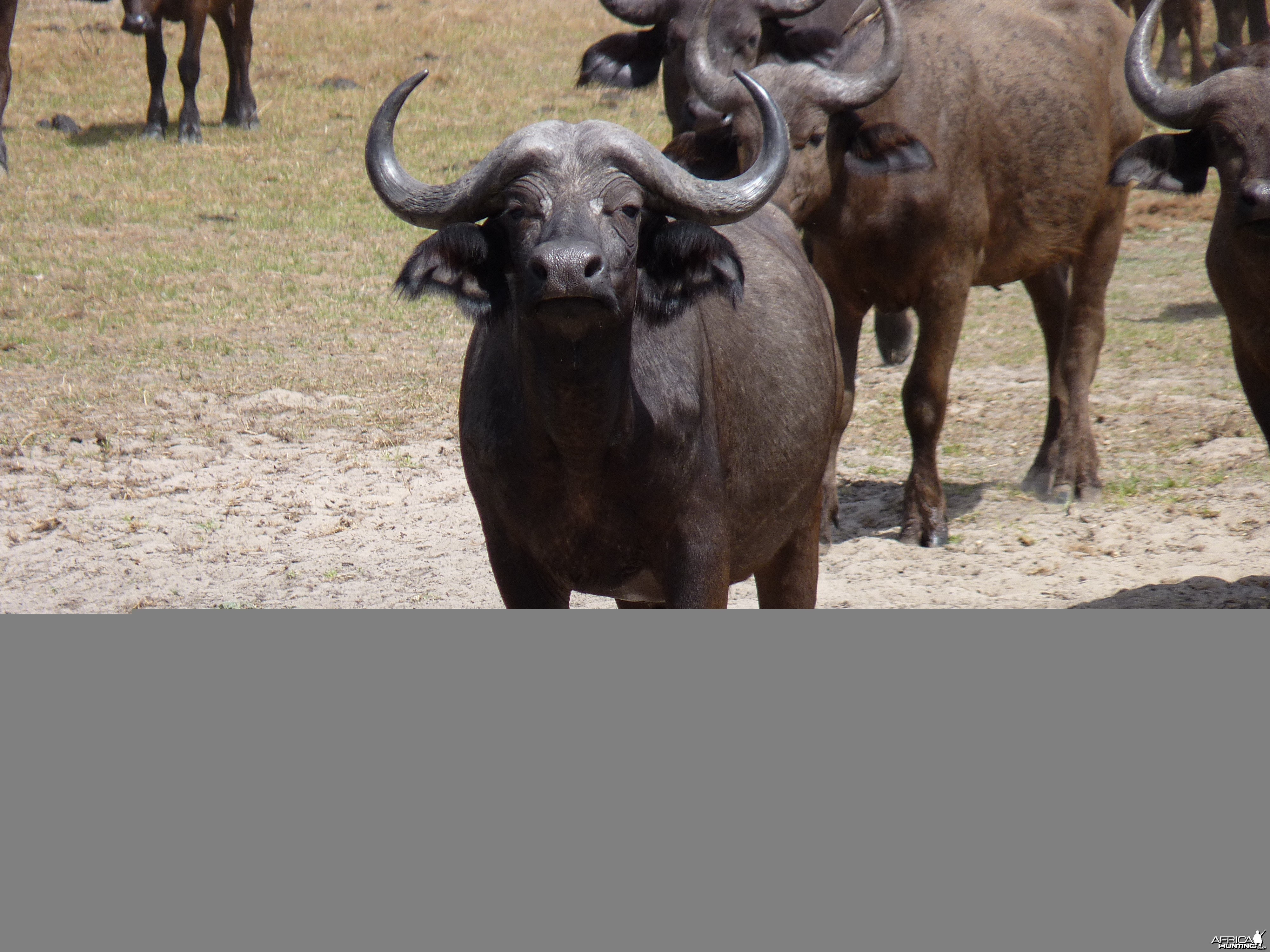 Cape Buffalo in Tanzania