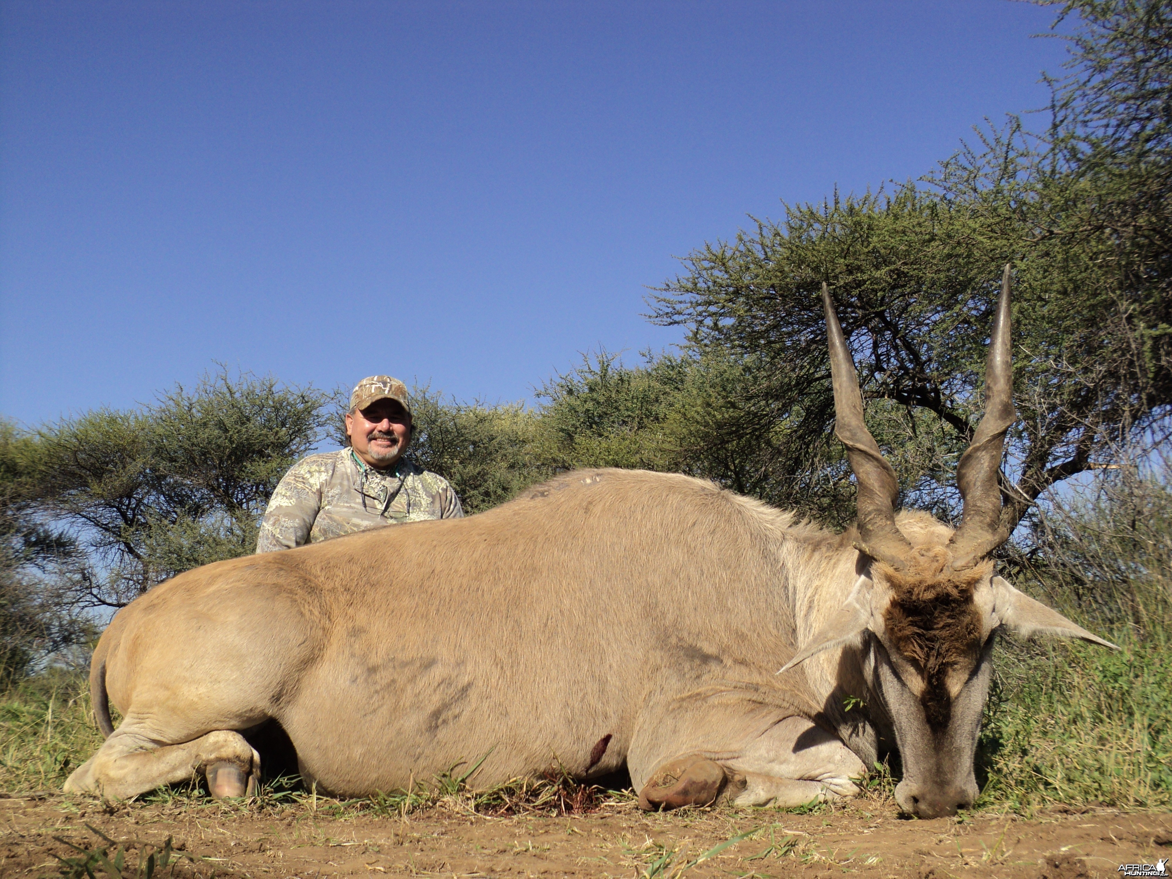 Cape Eland, 2010