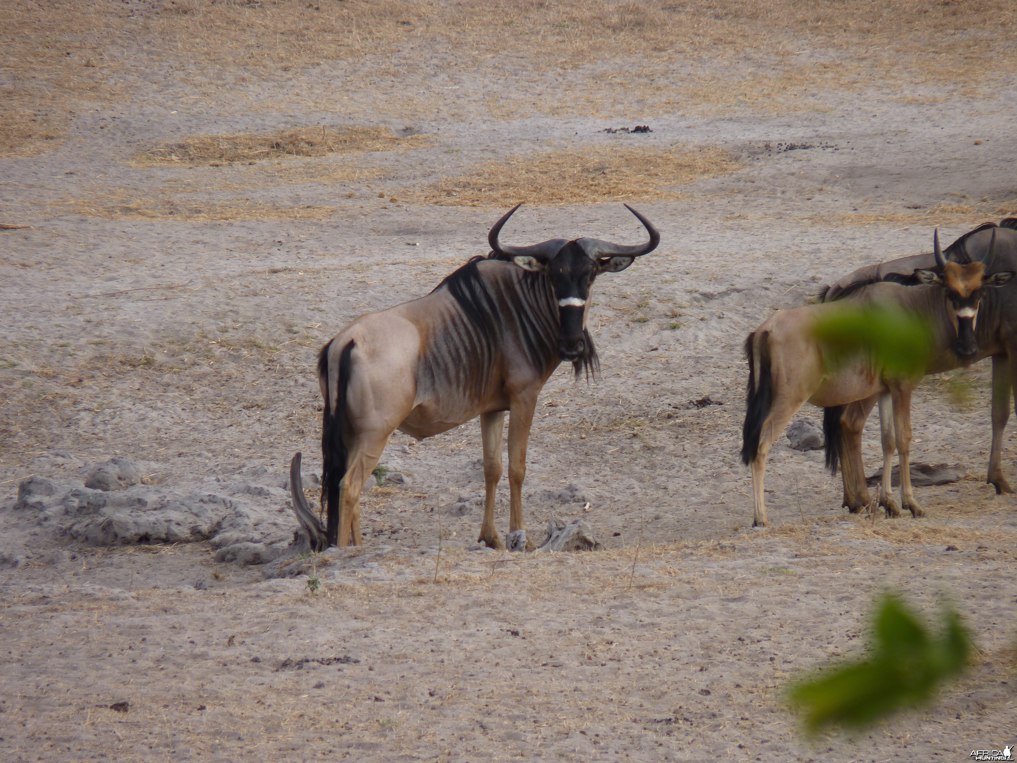 Nyasaland Gnu in Tanzania