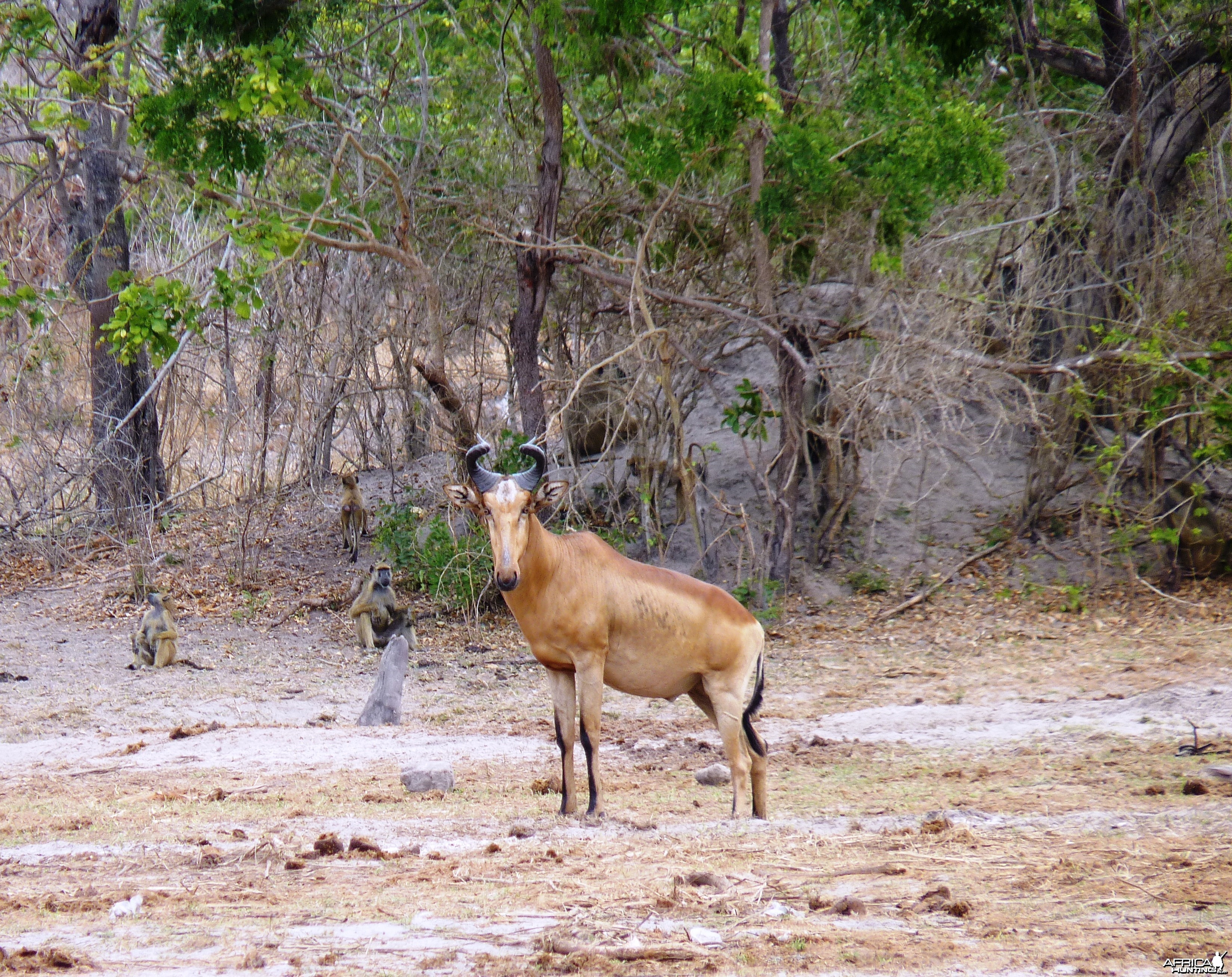 Lichtenstein's Hartebeest in Tanzania