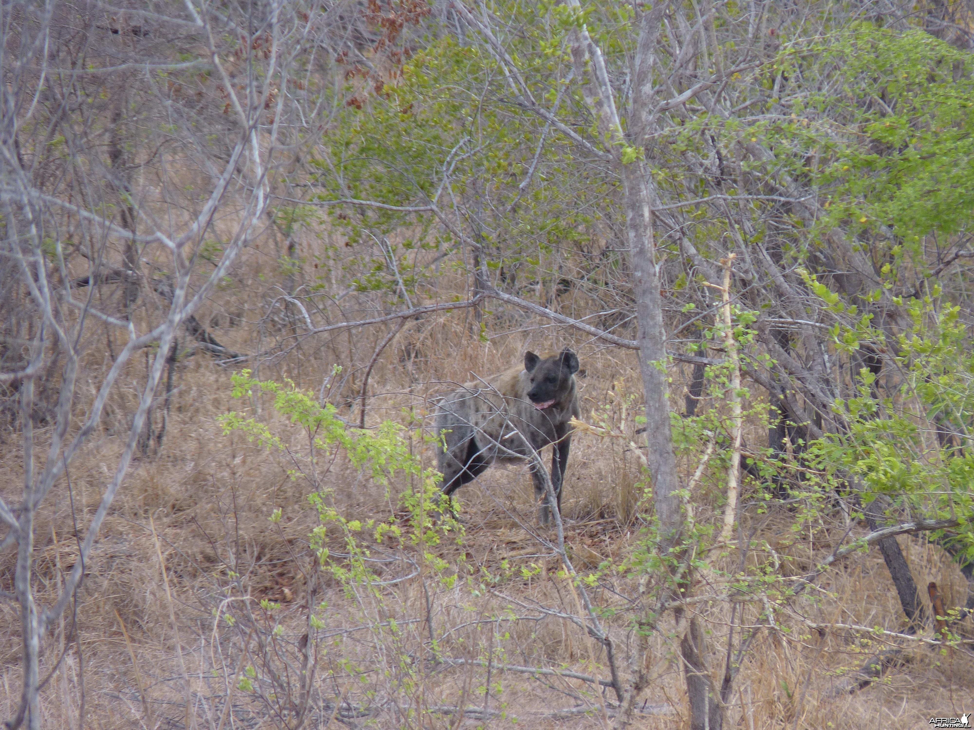 Hunting Hyena in Tanzania