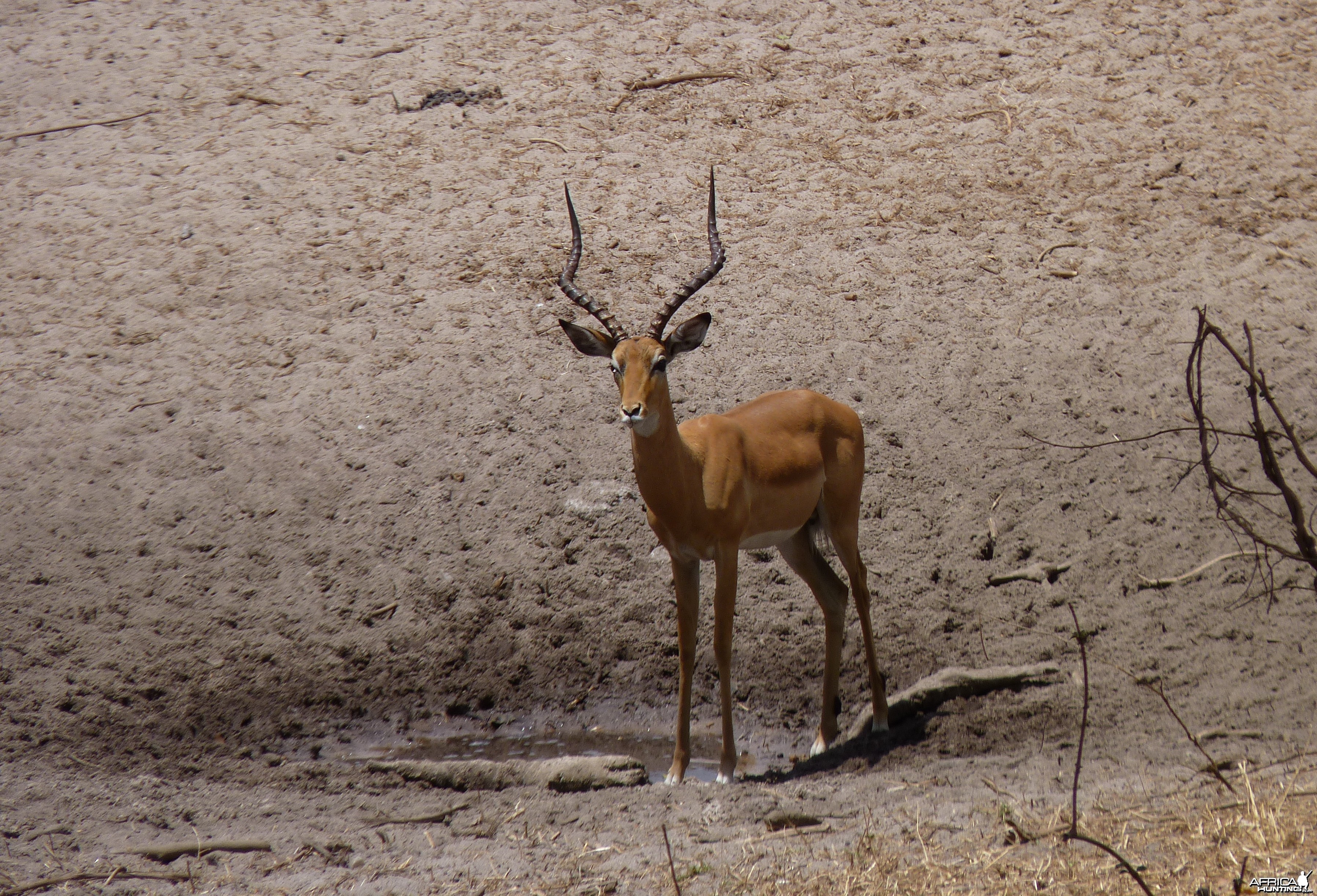 Hunting Impala Tanzania