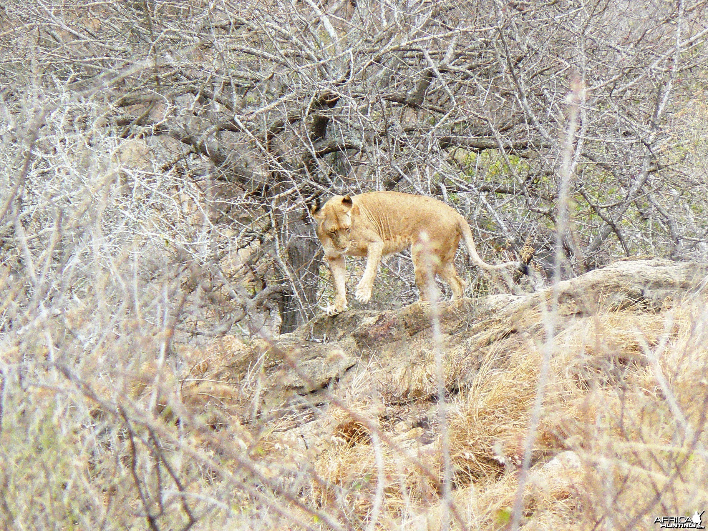 Lioness on spy point... Tanzania