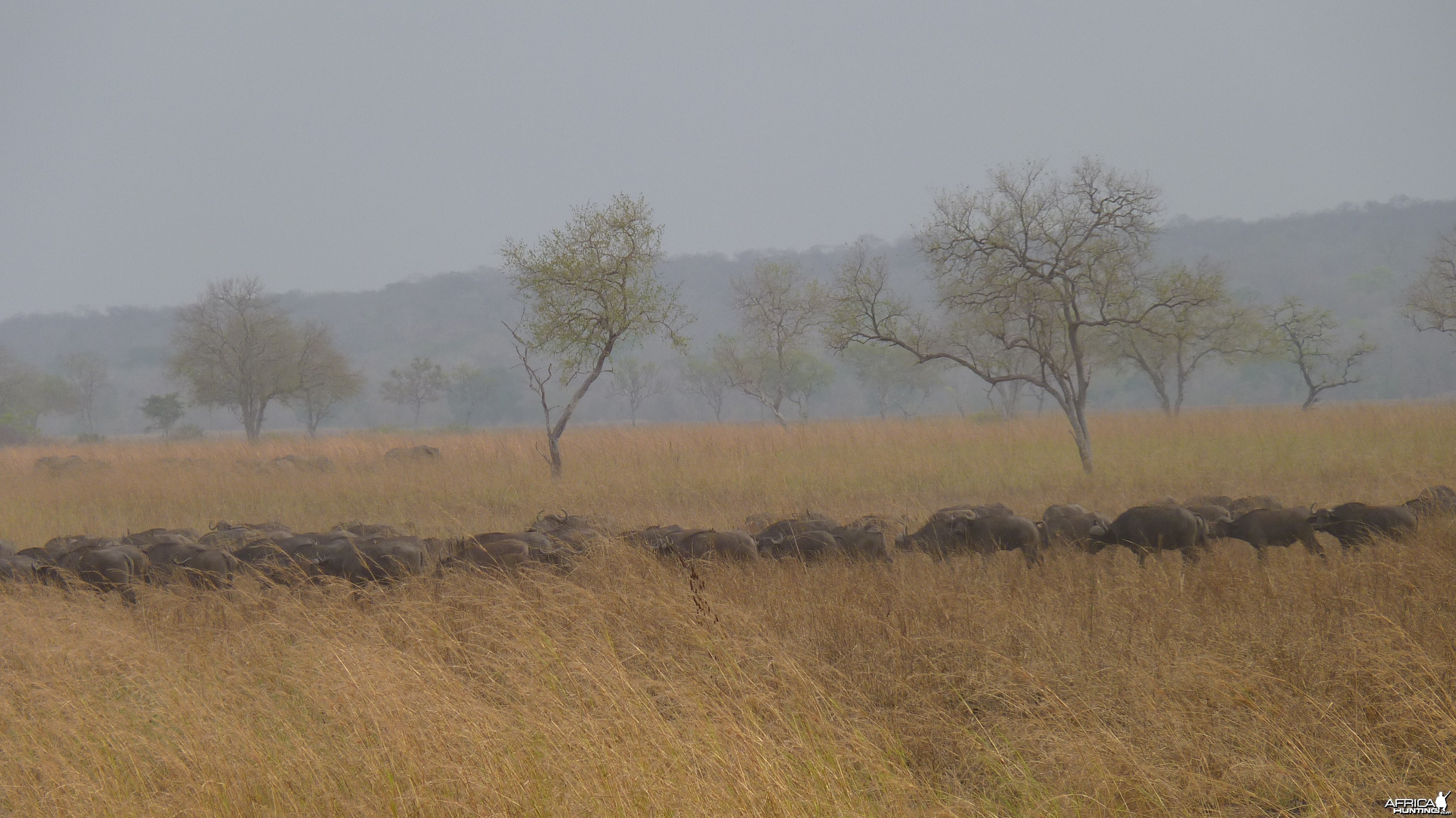 Cape Buffalo in Tanzania