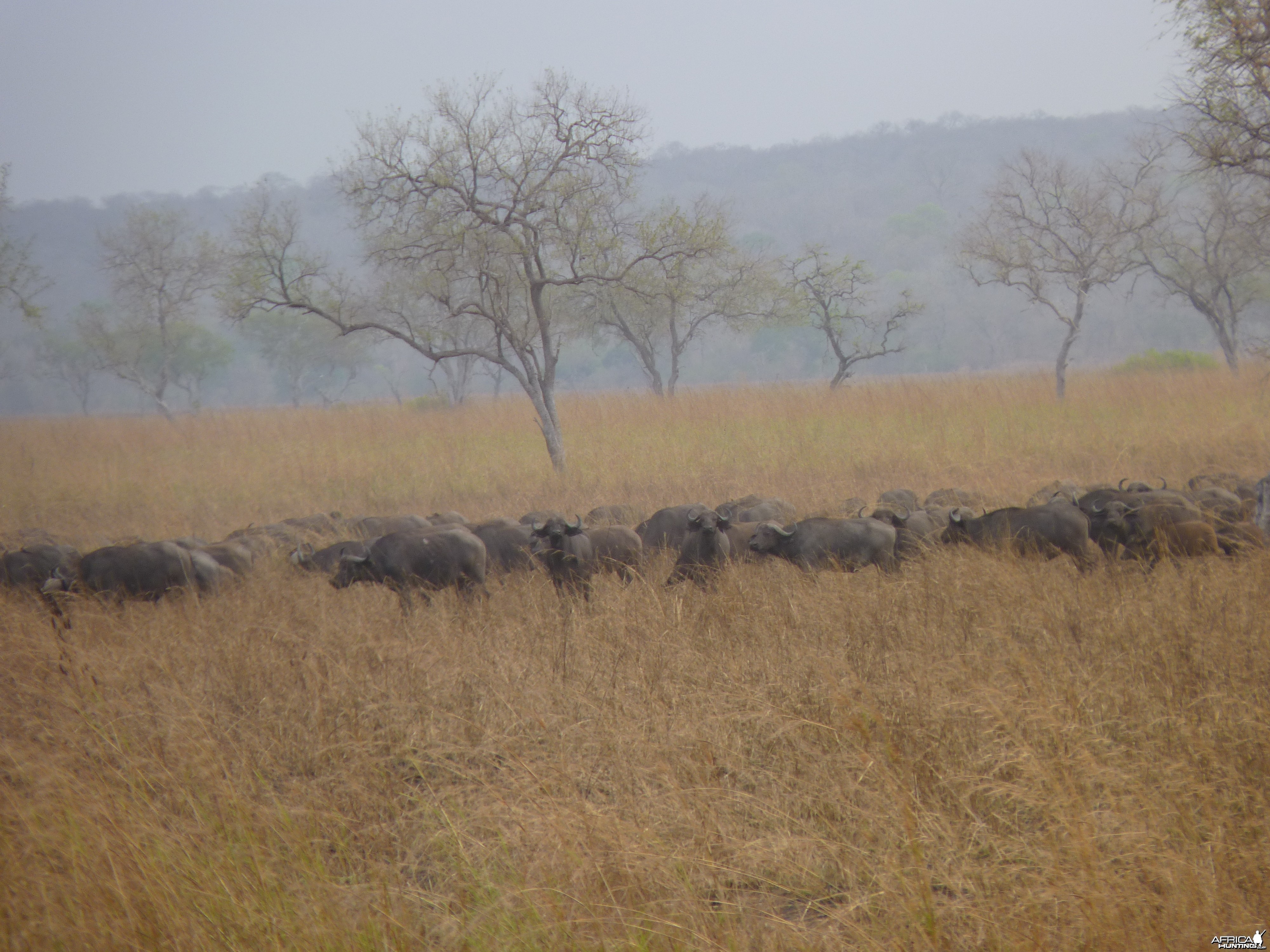 Cape Buffalo in Tanzania