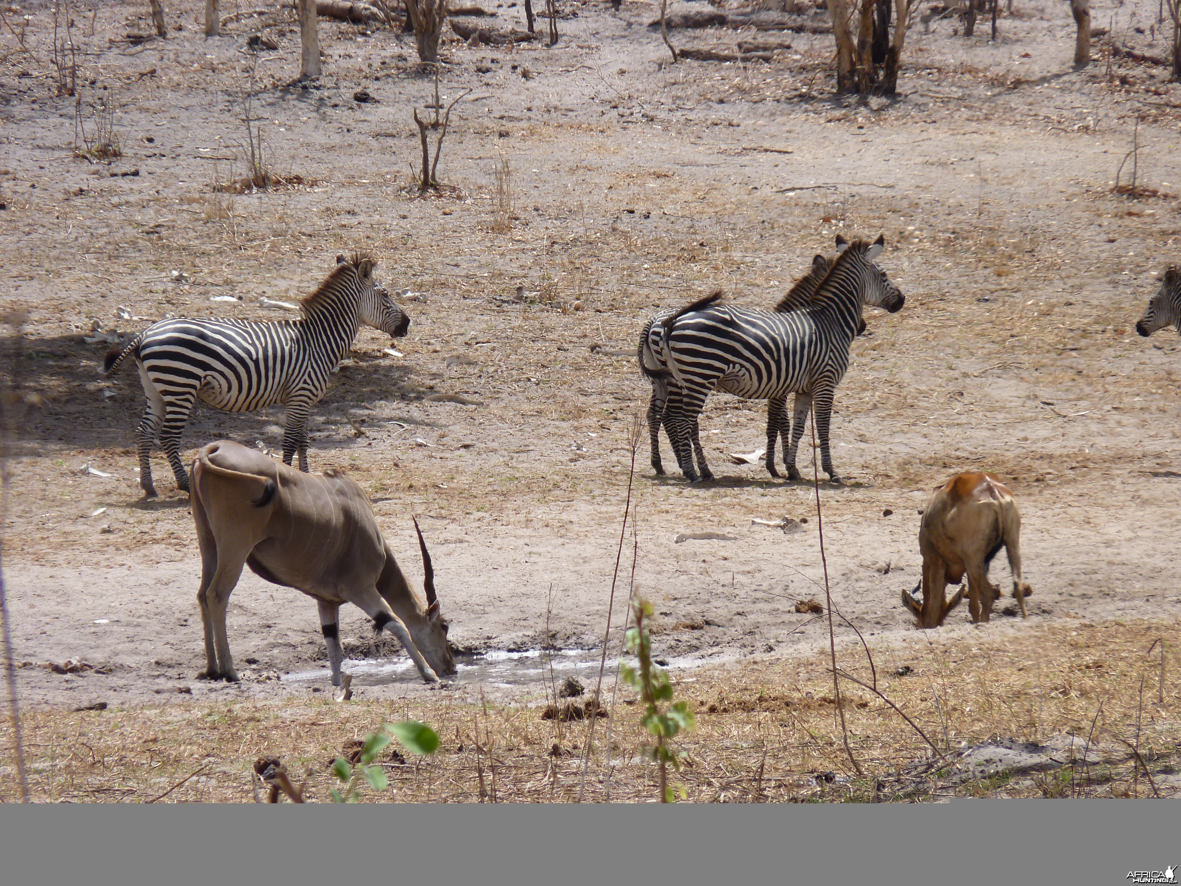 Hunting in Tanzania