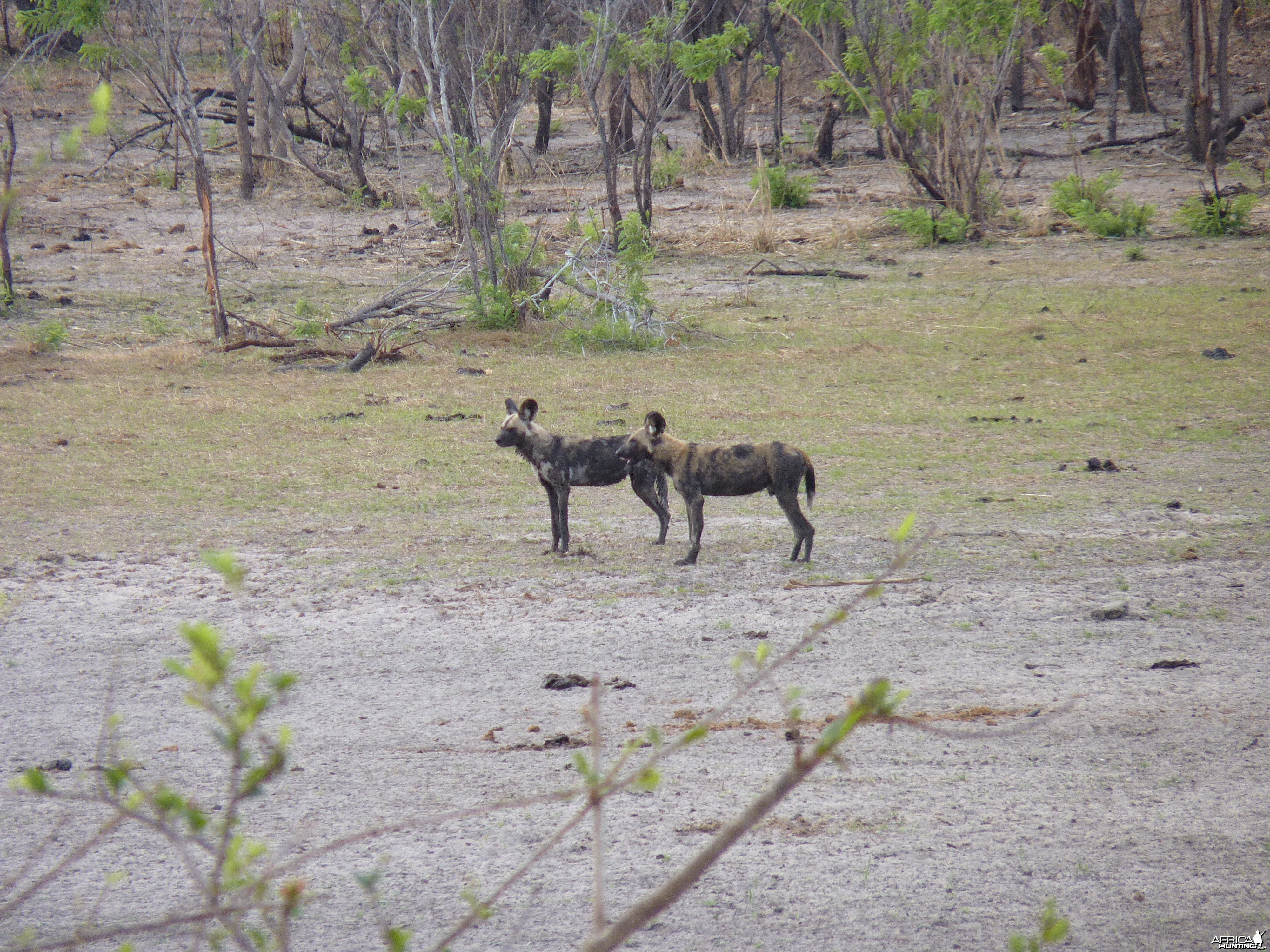 Wild Dogs in Tanzania