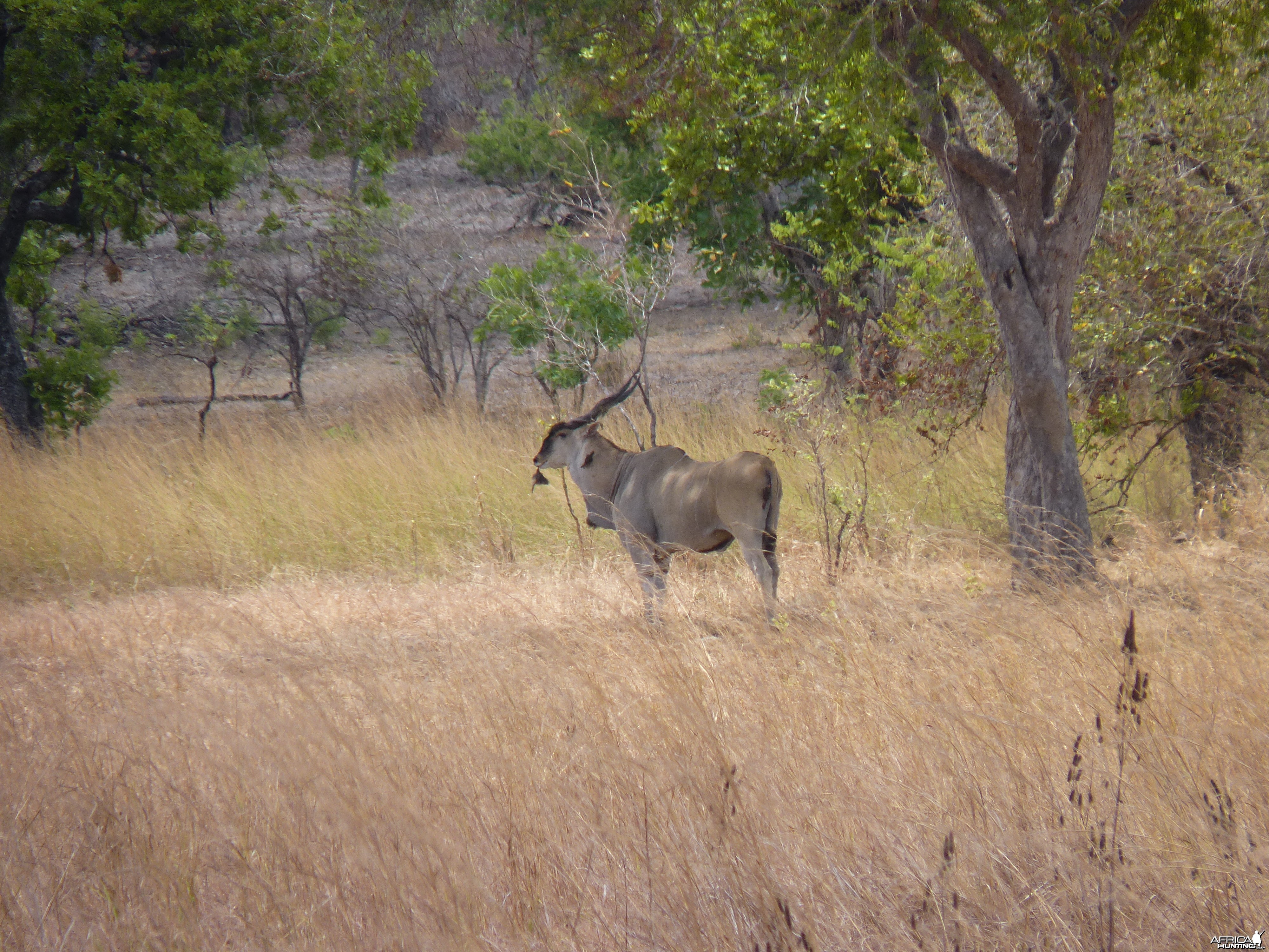 East African Eland in Tanzania