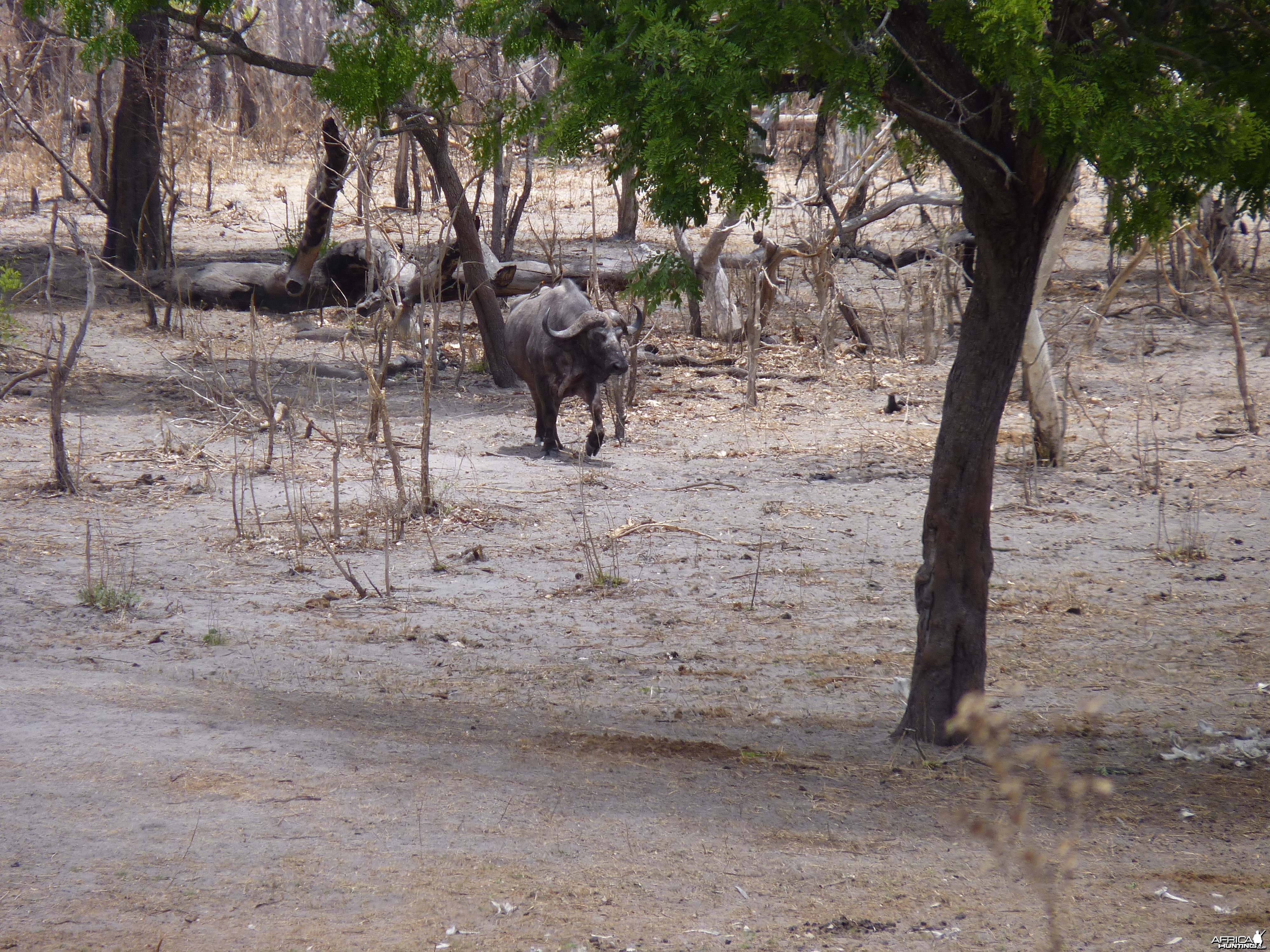 Cape Buffalo in Tanzania