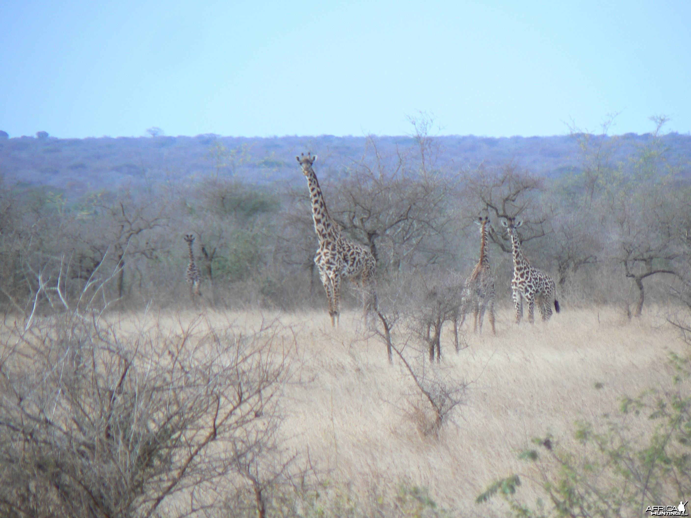 Giraffe in Tanzania