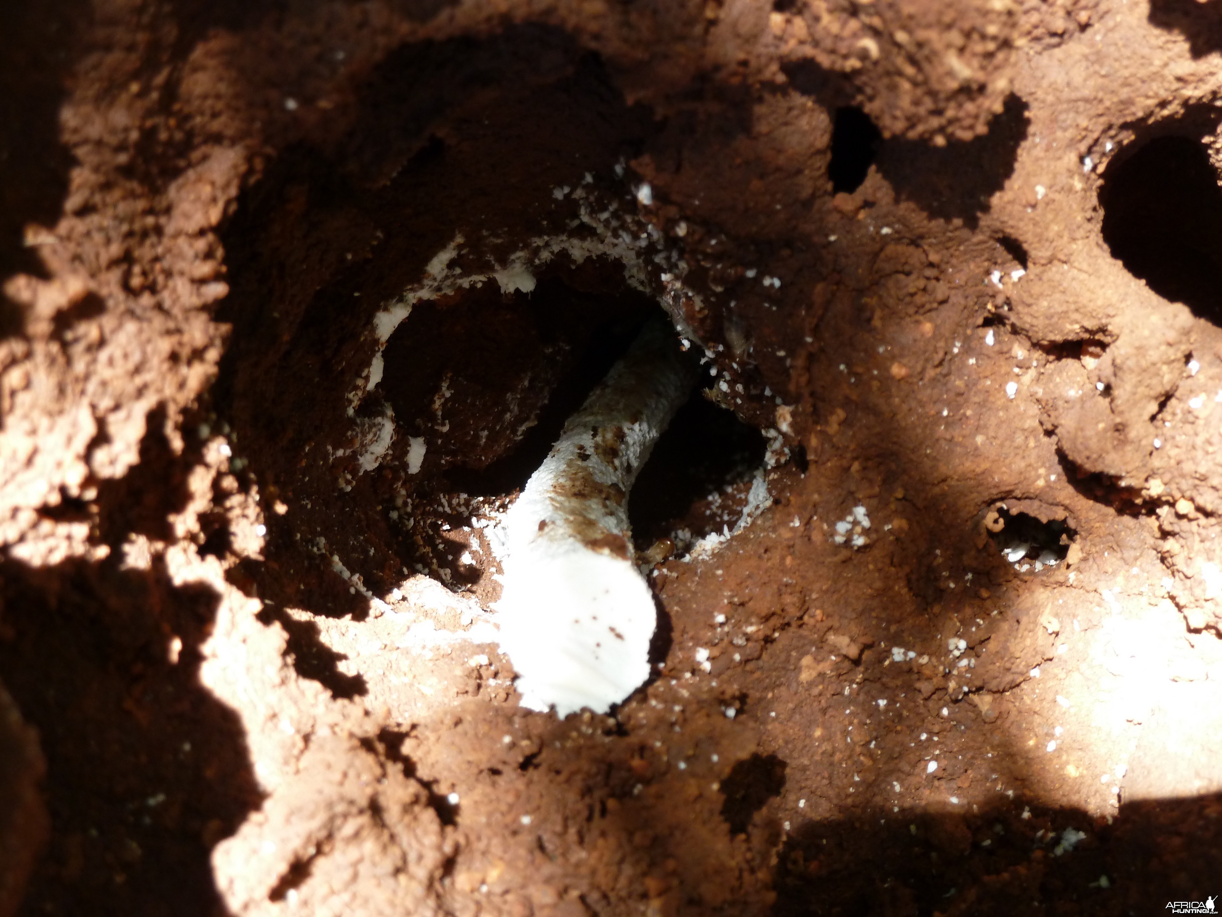 Omajowa termite hill mushrooms Namibia