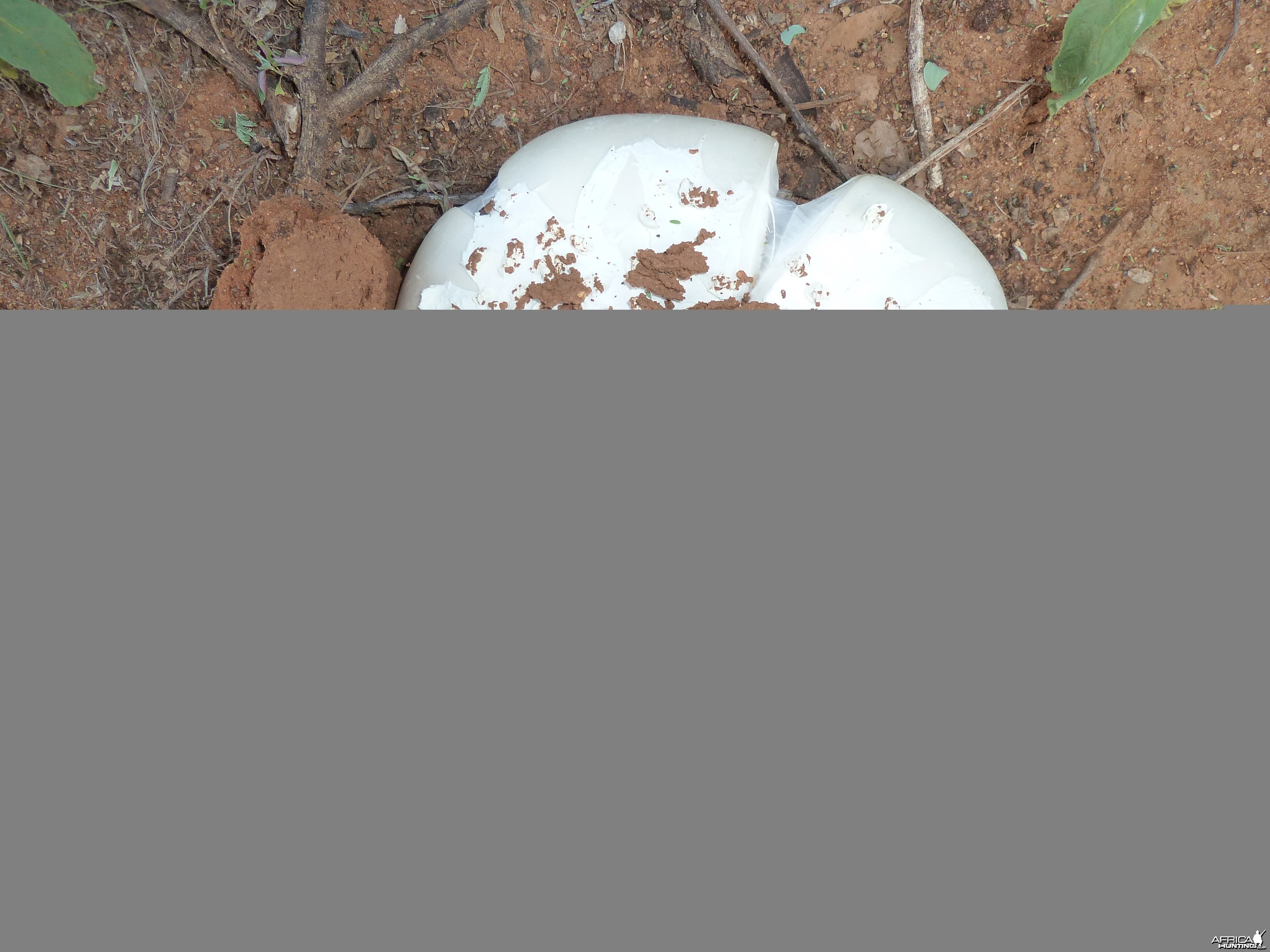 Omajowa termite hill mushrooms Namibia