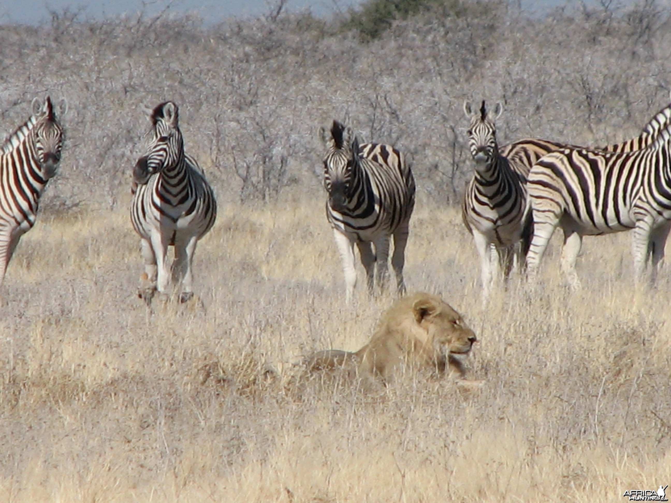 Lion Etosha Namibia