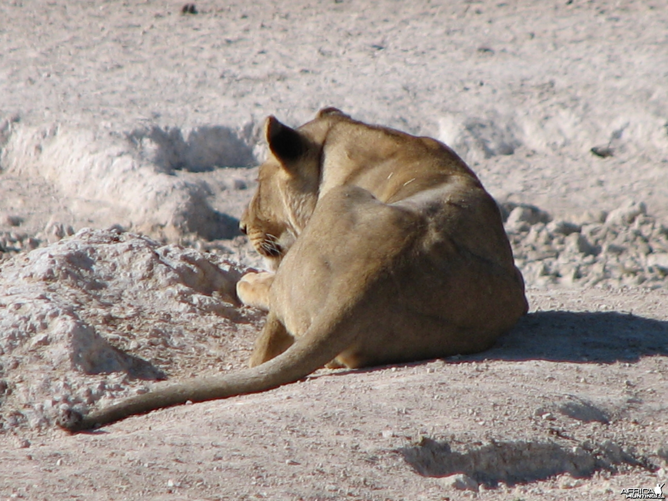 Lioness Etosha Namibia