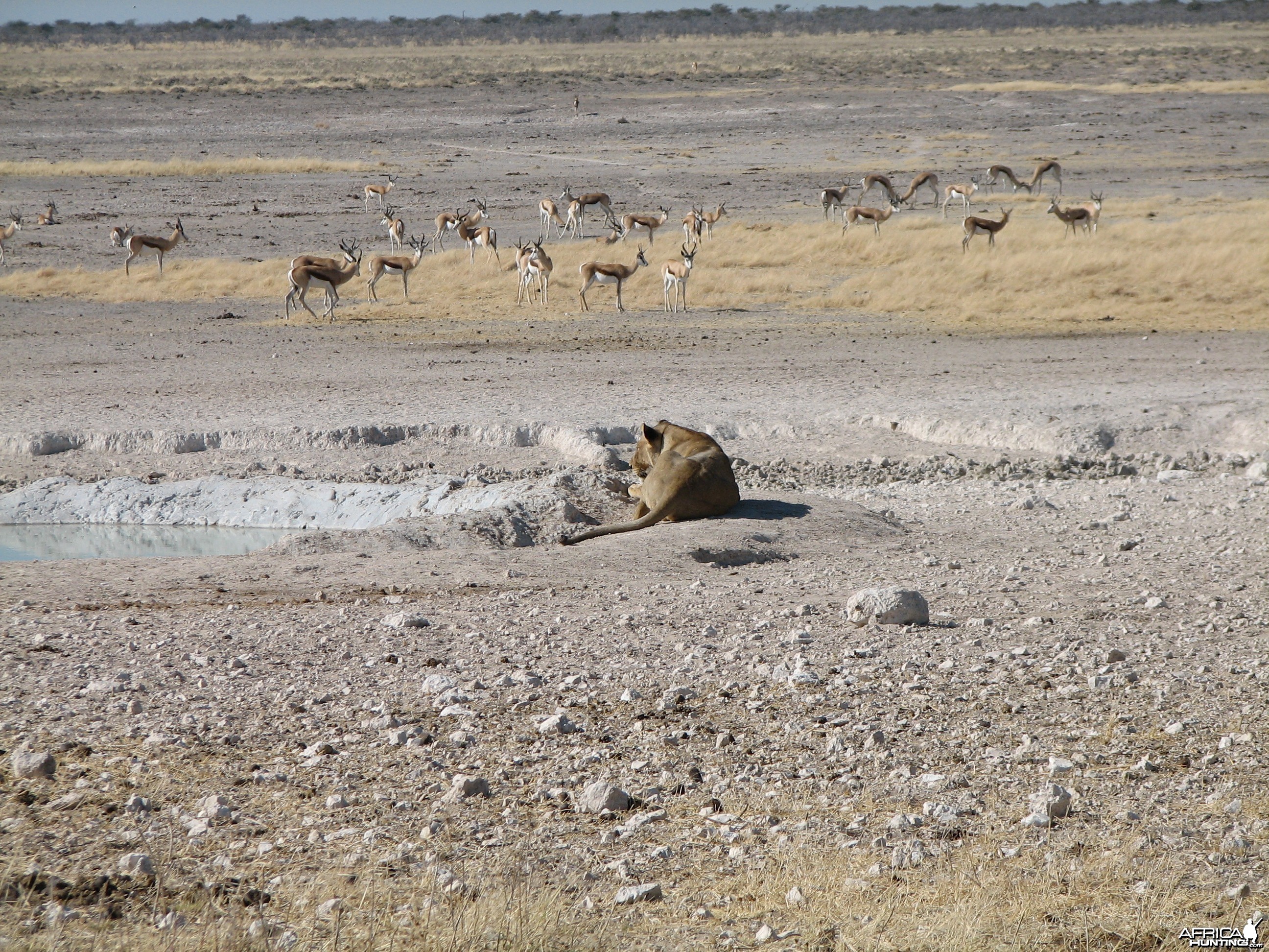 Lioness Etosha Namibia