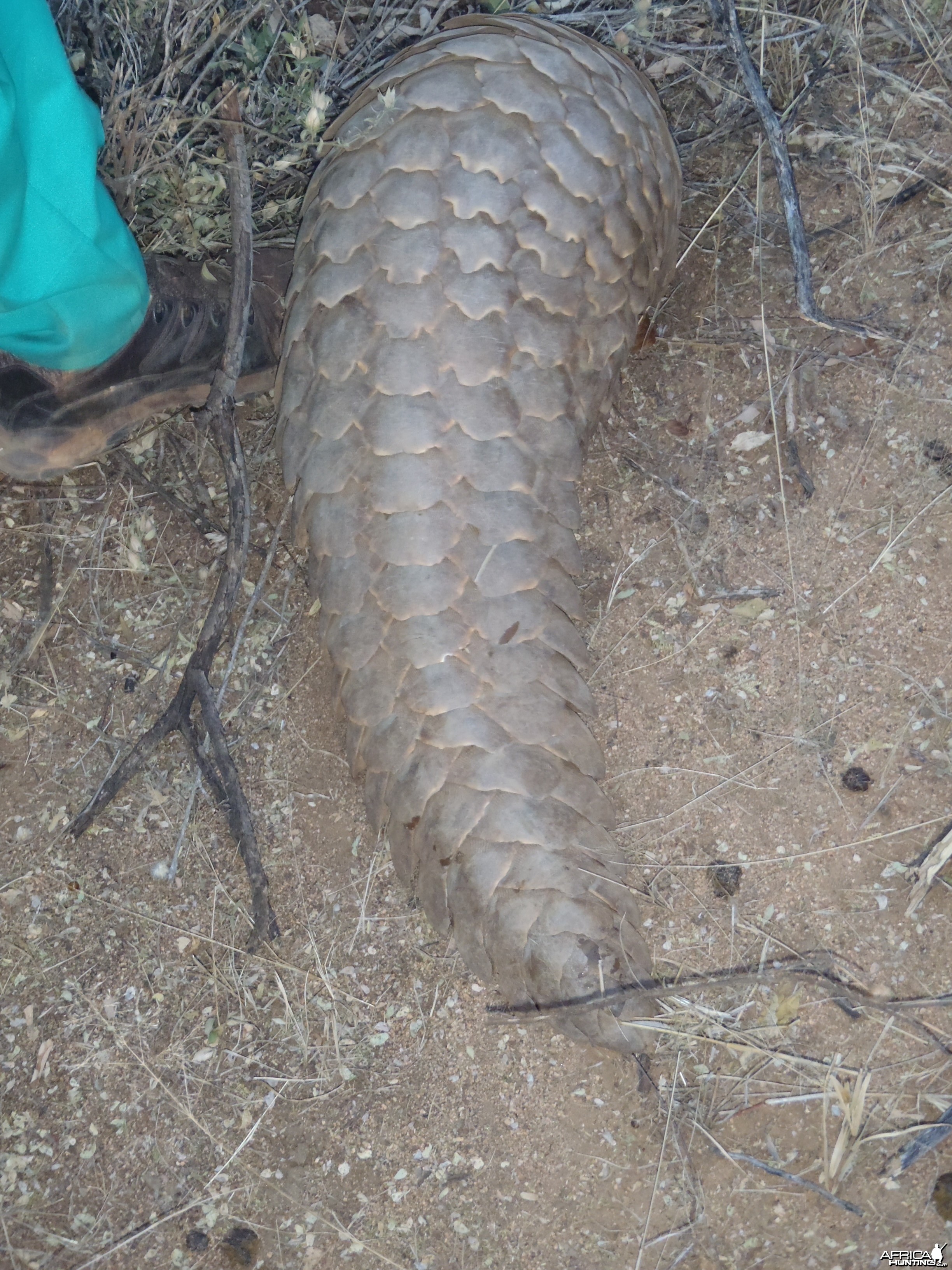 Giant Pangolin Namibia