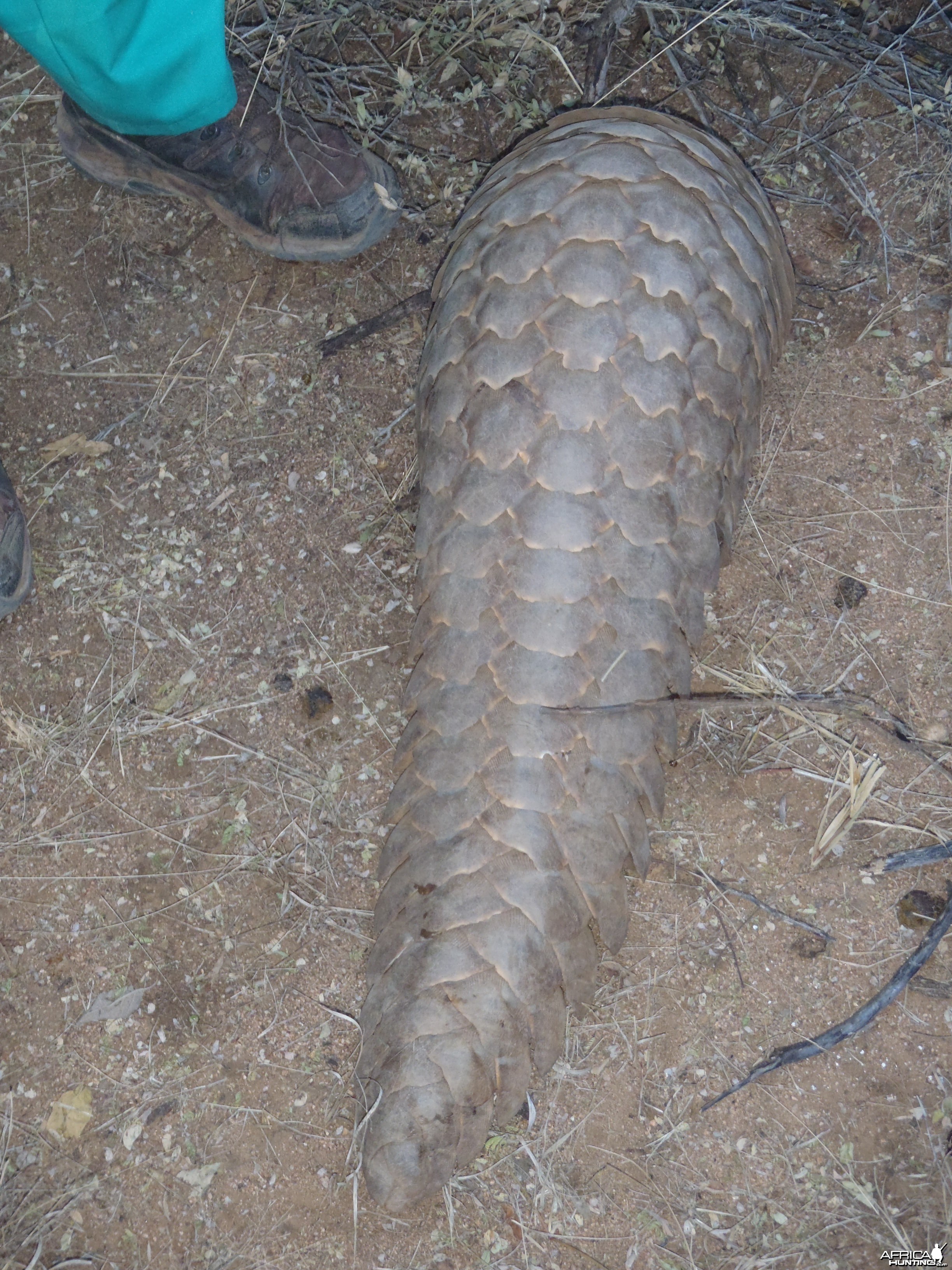 Giant Pangolin Namibia