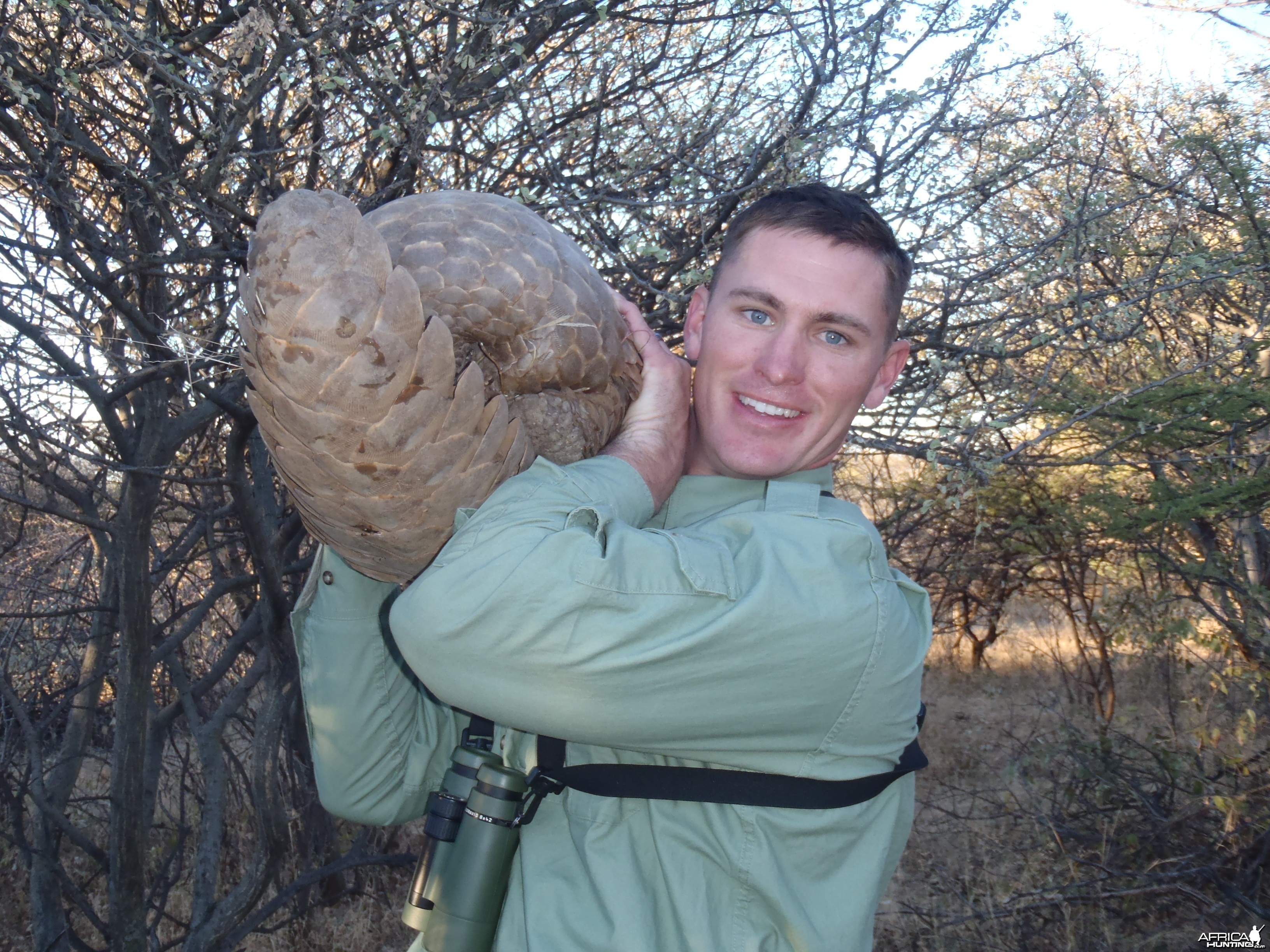 Giant Pangolin Namibia