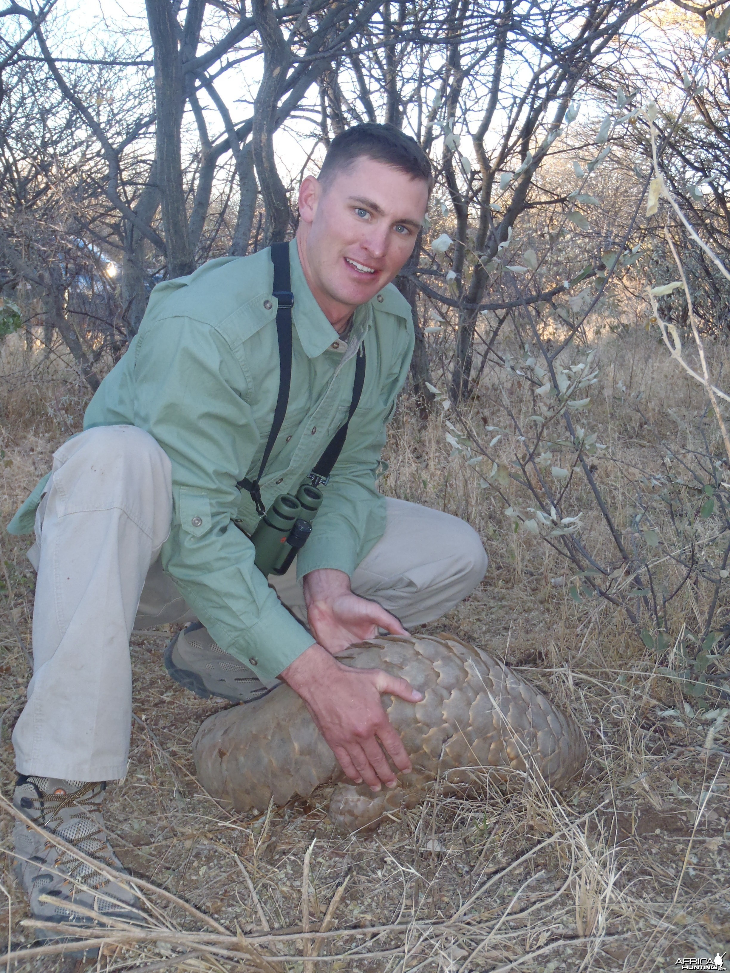 Giant Pangolin Namibia