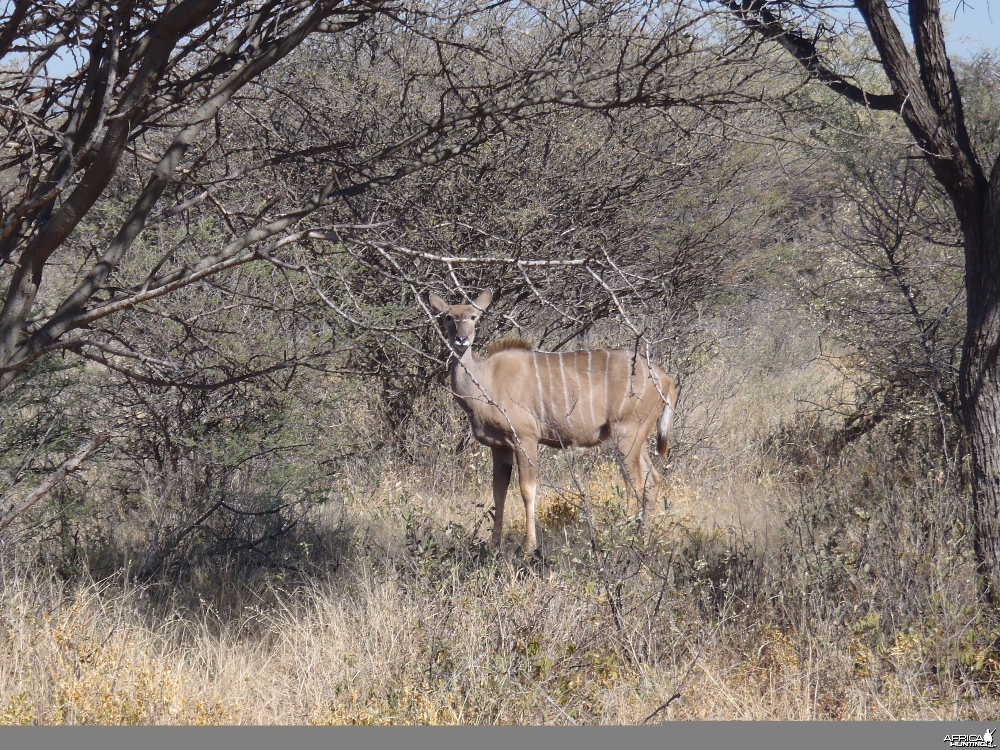 Kudu Female Namibia